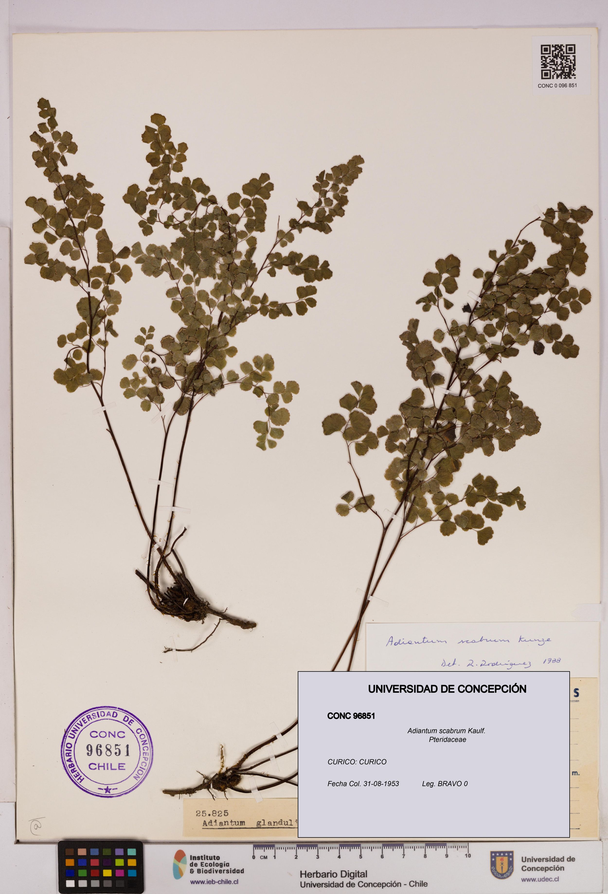 Adiantum scabrum [Espécimen: ]