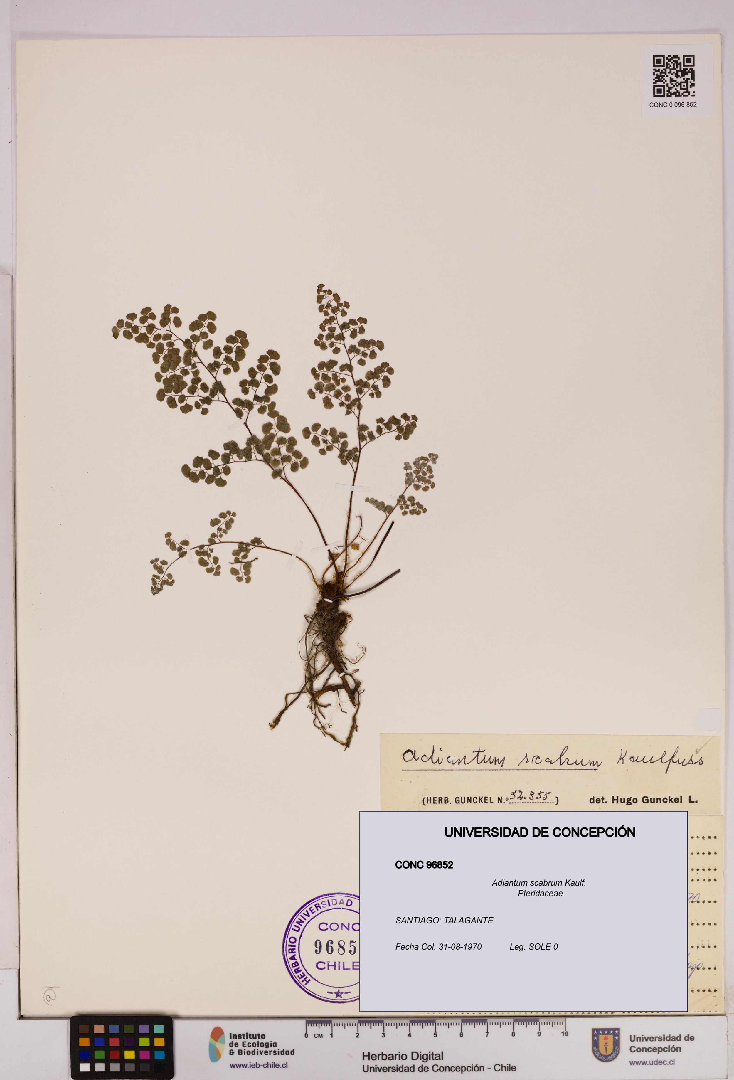 Adiantum scabrum [Espécimen: ]