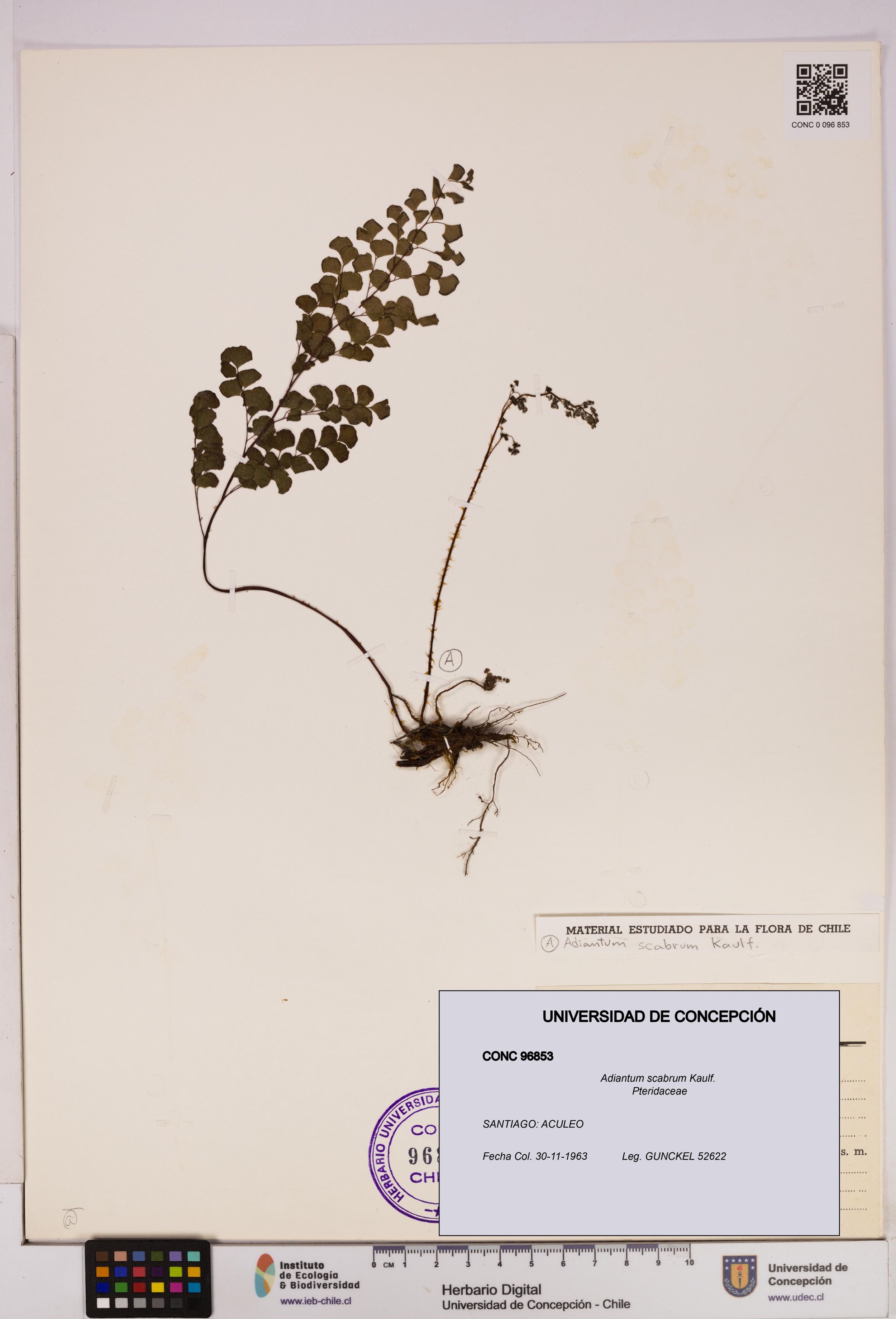 Adiantum scabrum [Espécimen: ]