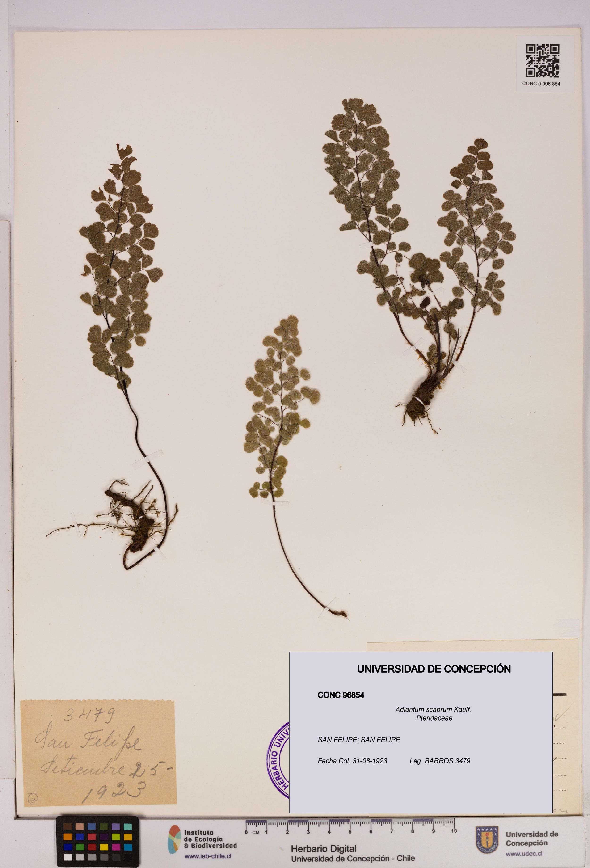 Adiantum scabrum [Espécimen: ]