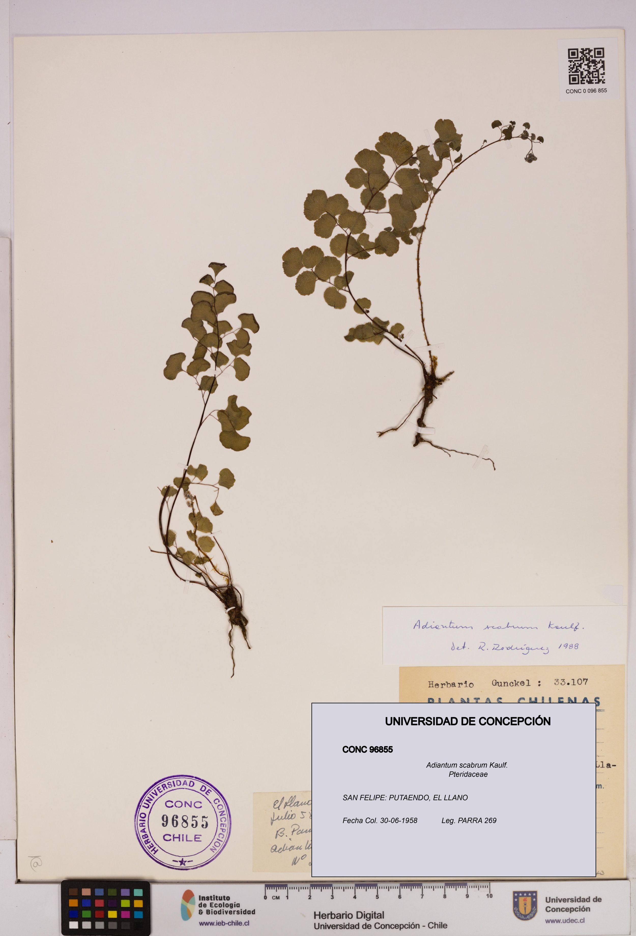 Adiantum scabrum [Espécimen: ]