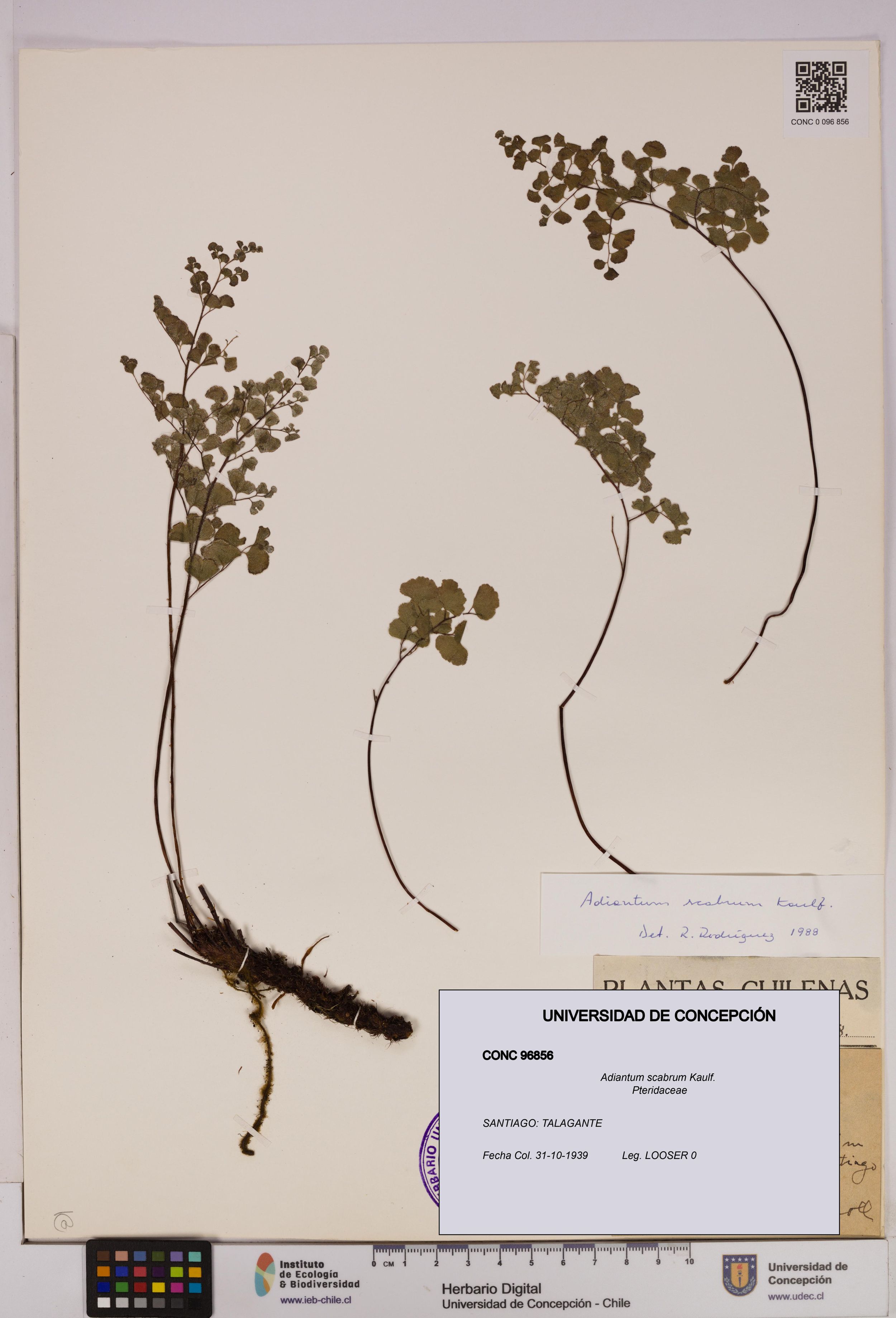 Adiantum scabrum [Espécimen: ]