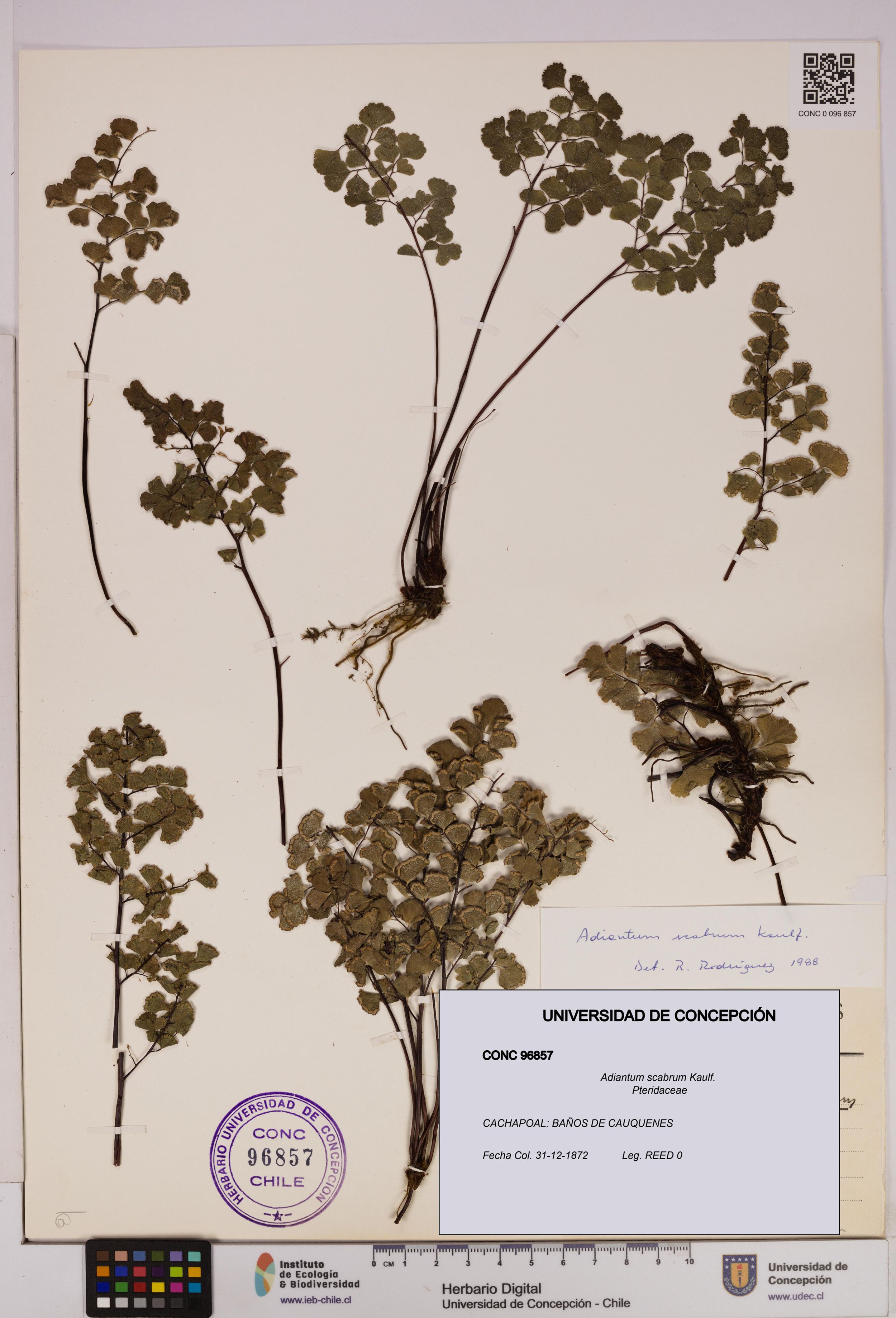 Adiantum scabrum [Espécimen: ]