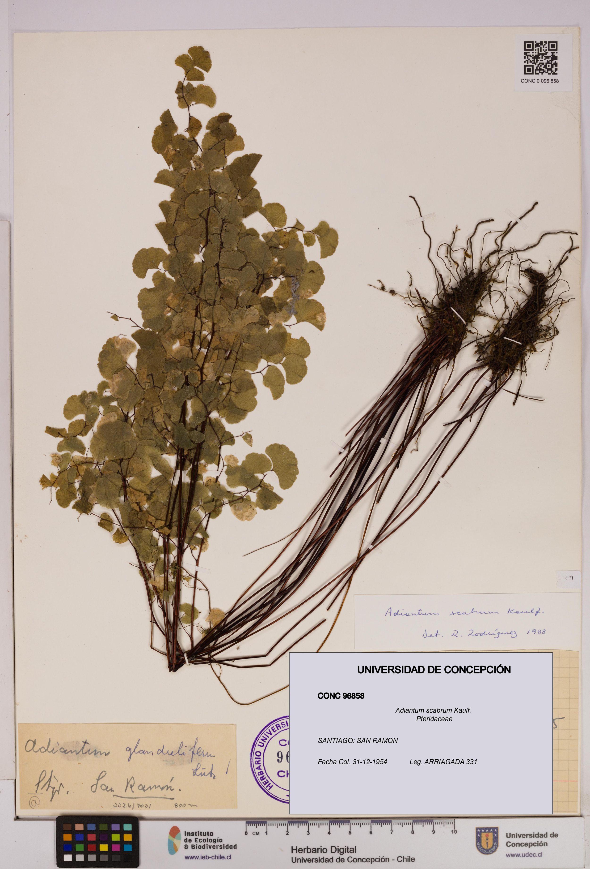 Adiantum scabrum [Espécimen: ]