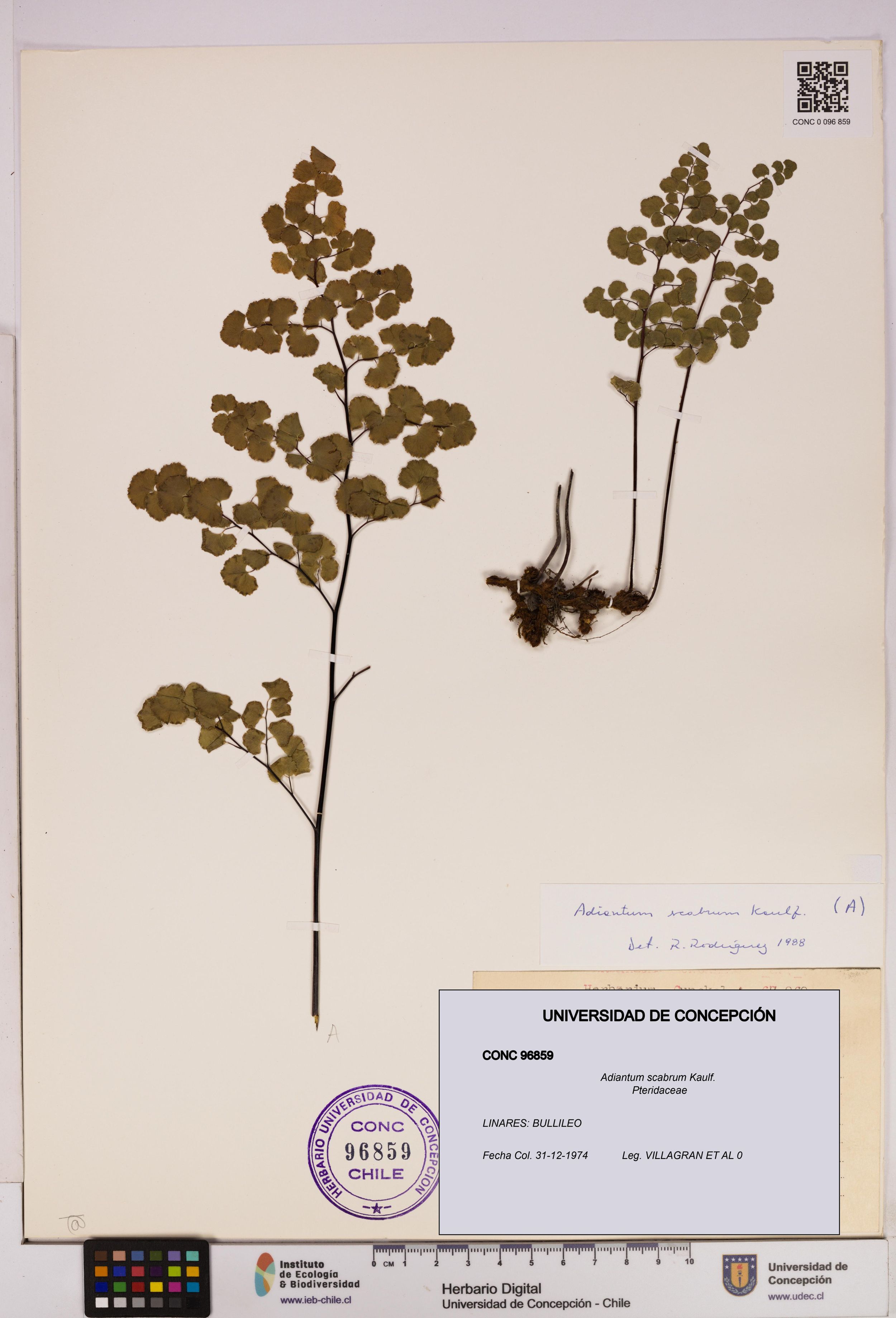 Adiantum scabrum [Espécimen: ]
