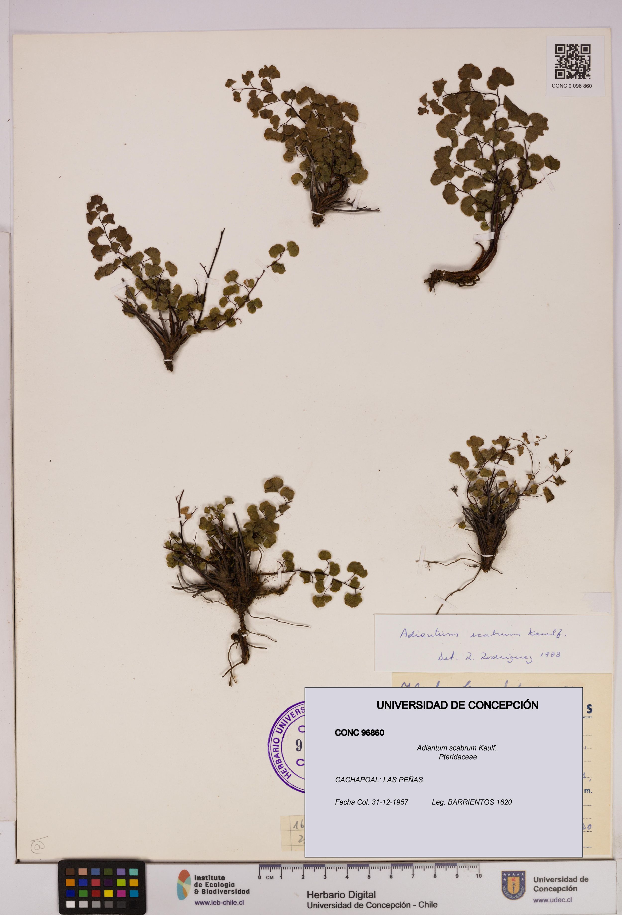 Adiantum scabrum [Espécimen: ]