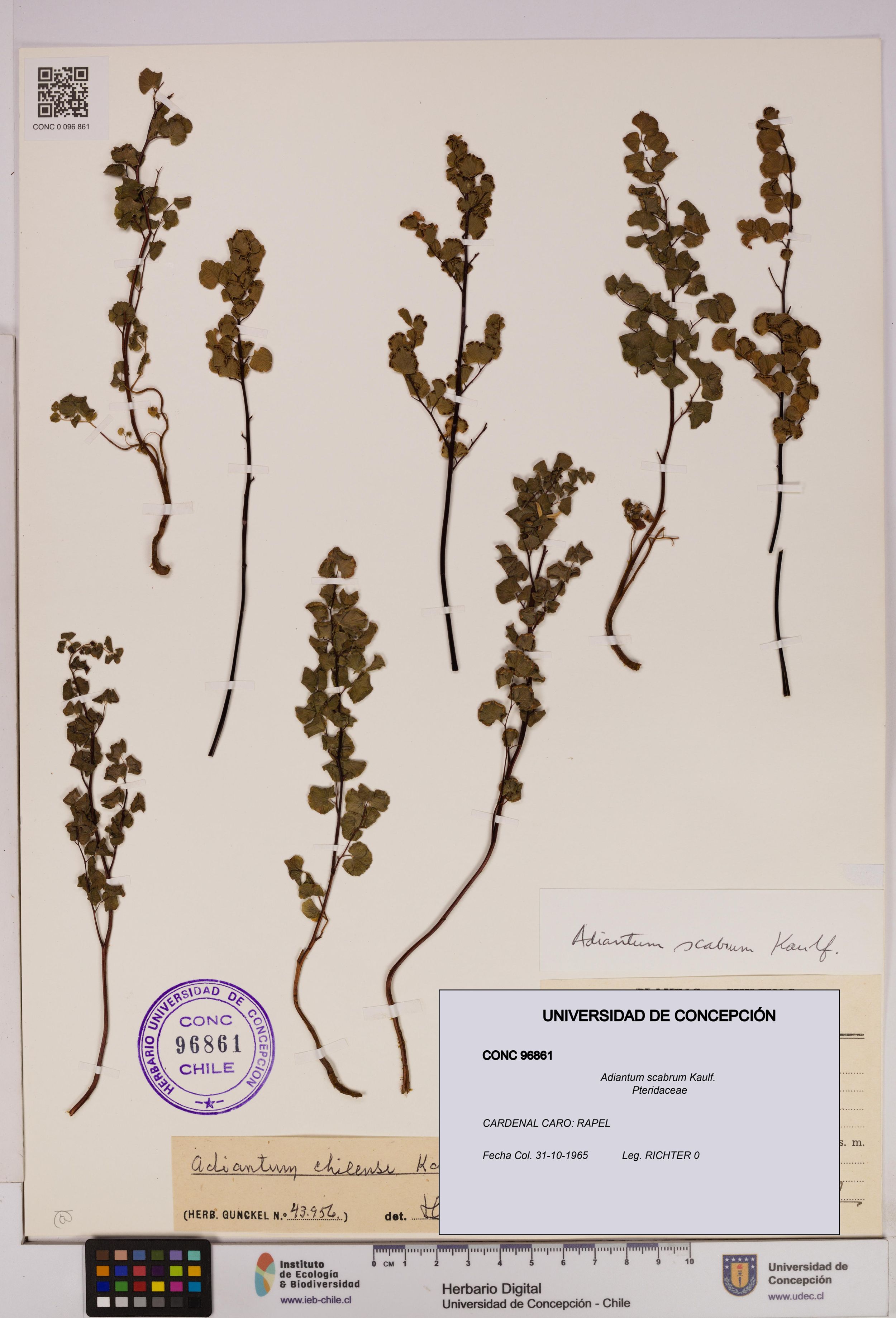 Adiantum scabrum [Espécimen: ]