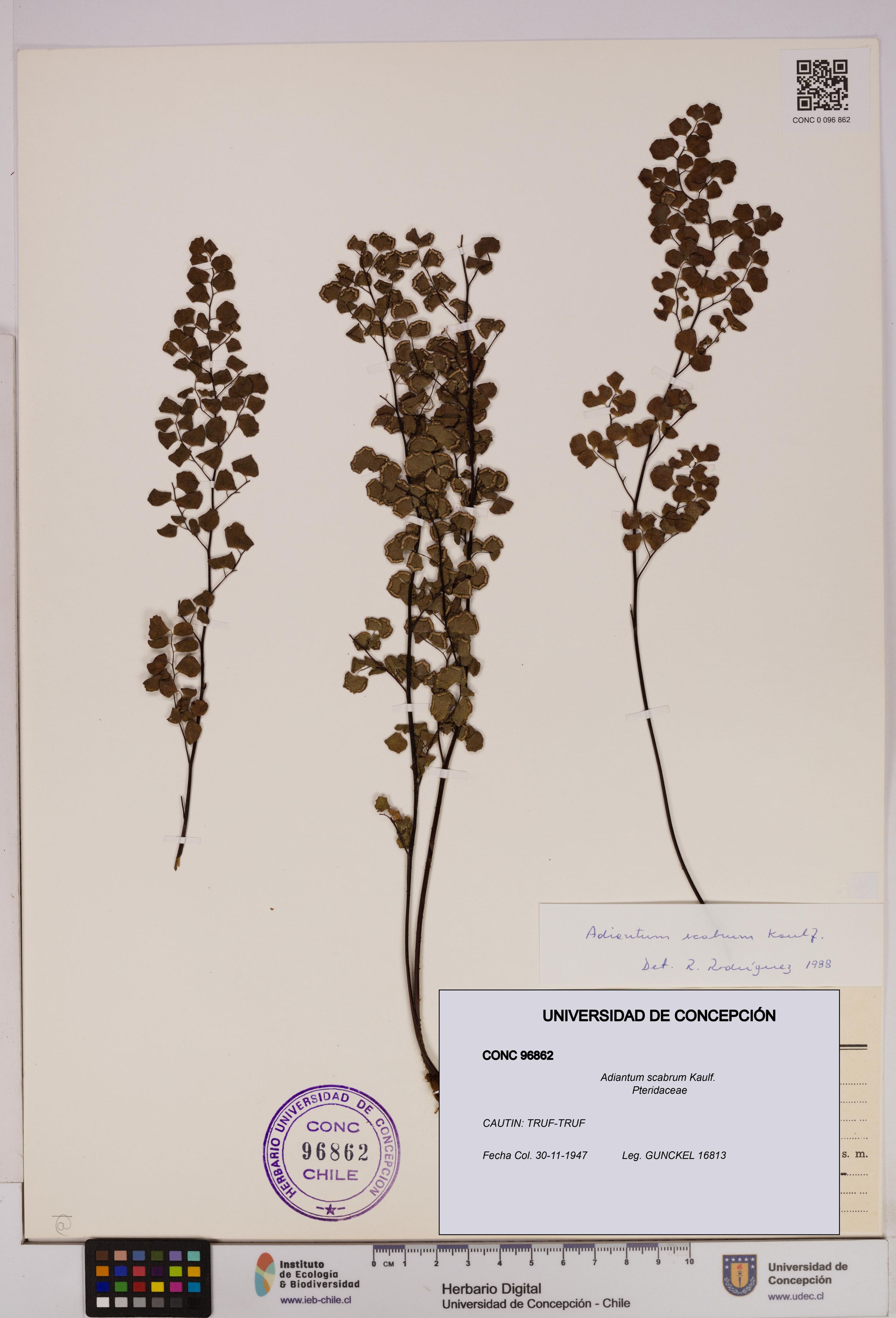 Adiantum scabrum [Espécimen: ]