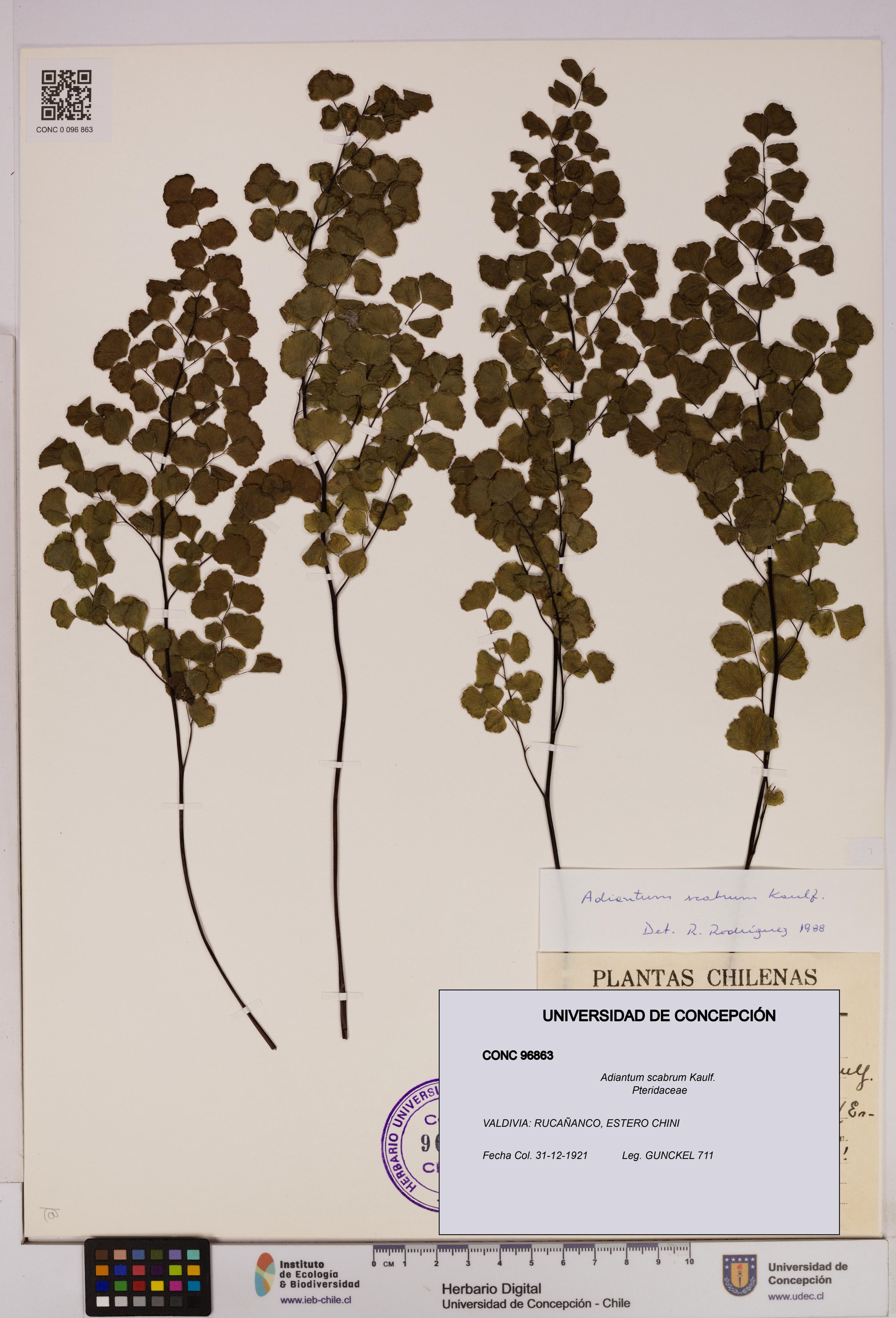 Adiantum scabrum [Espécimen: ]