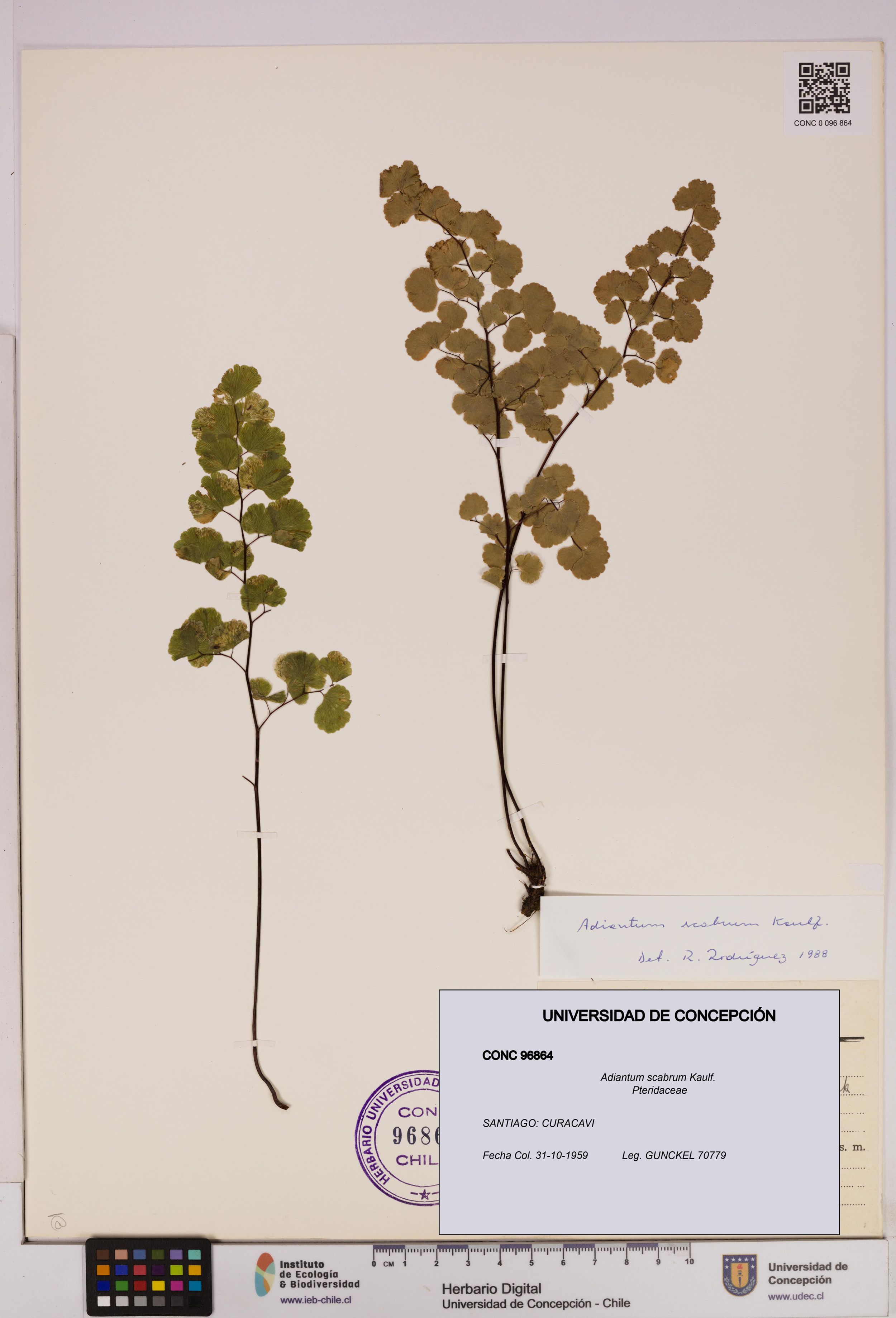 Adiantum scabrum [Espécimen: ]