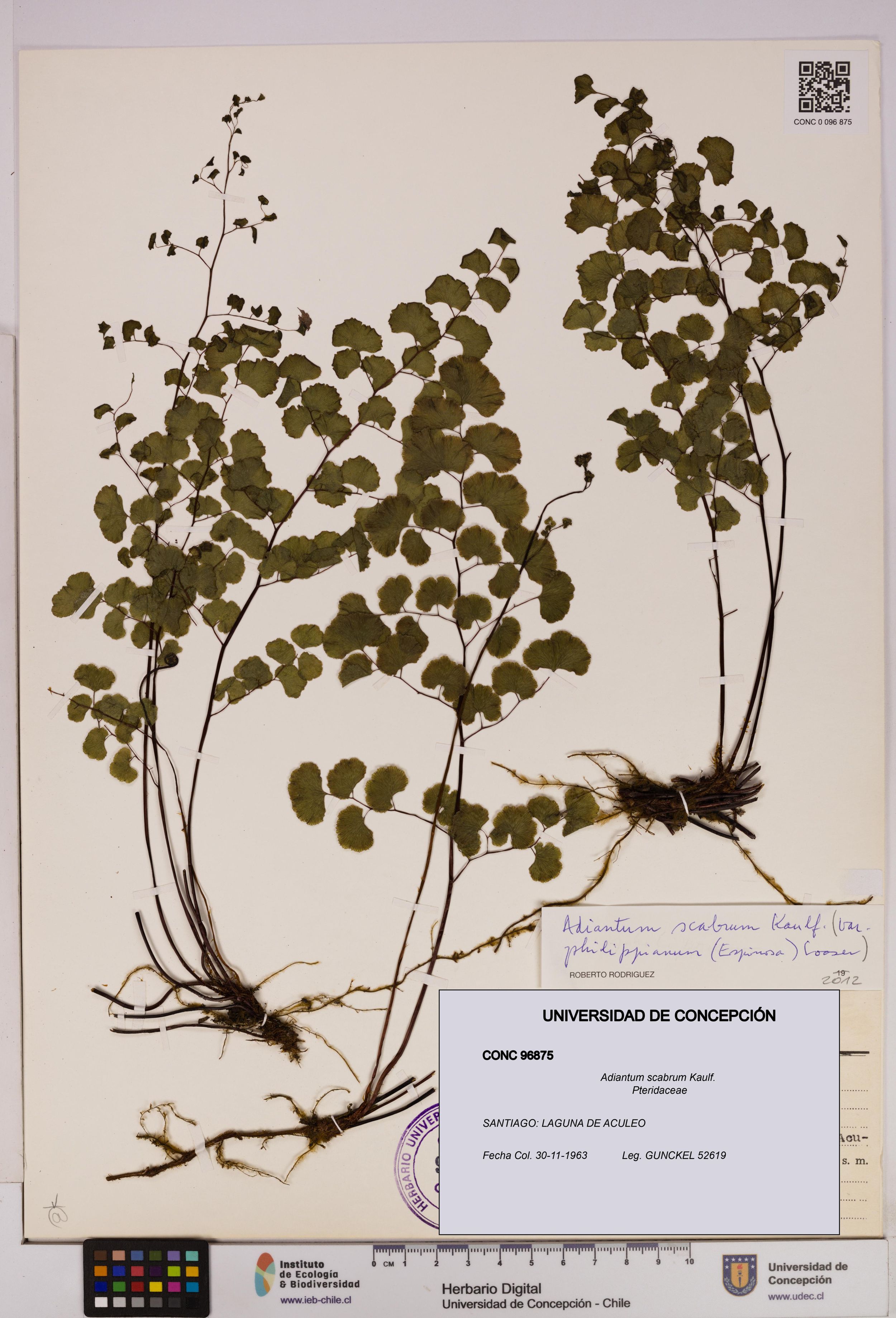 Adiantum scabrum [Espécimen: ]
