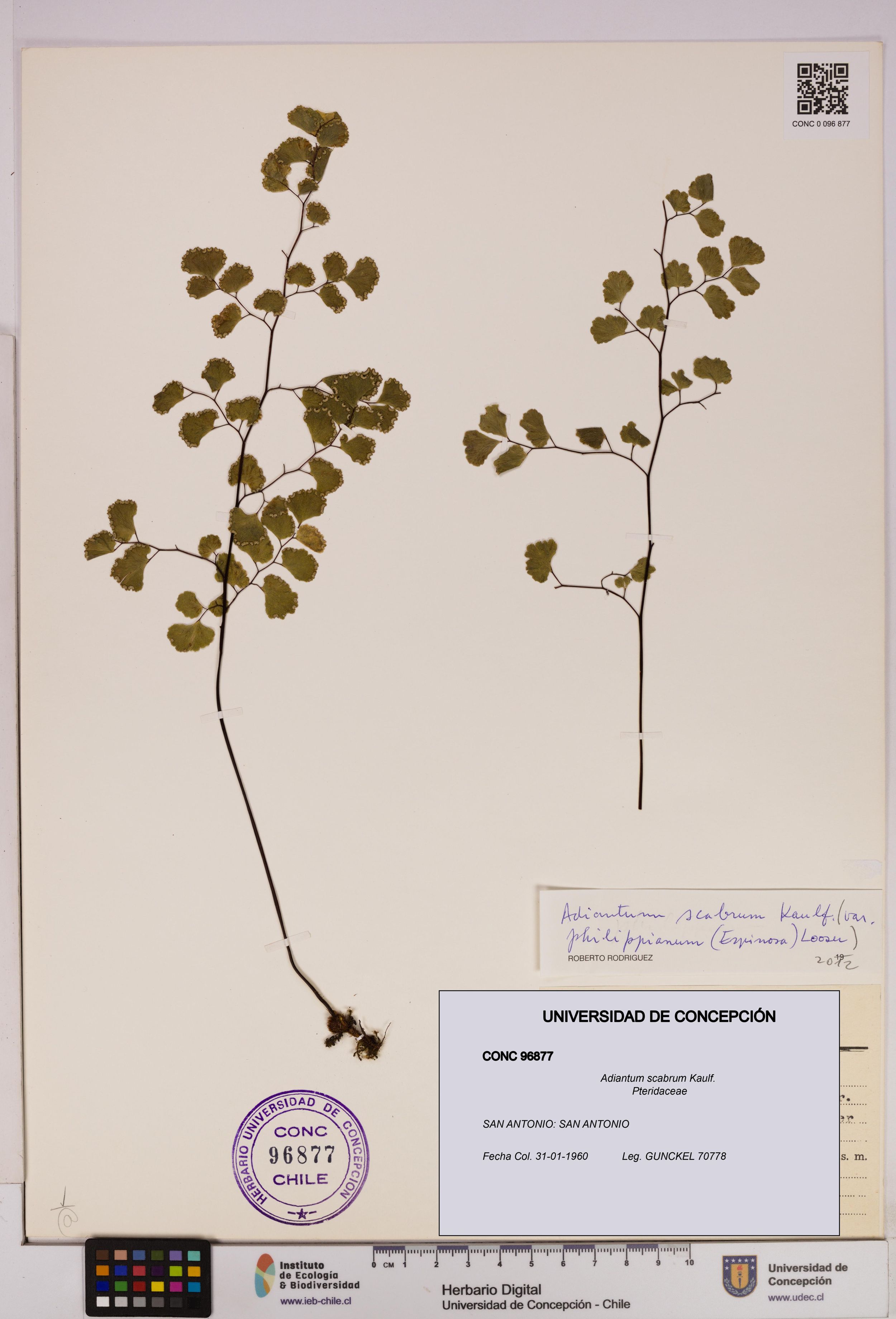 Adiantum scabrum [Espécimen: ]