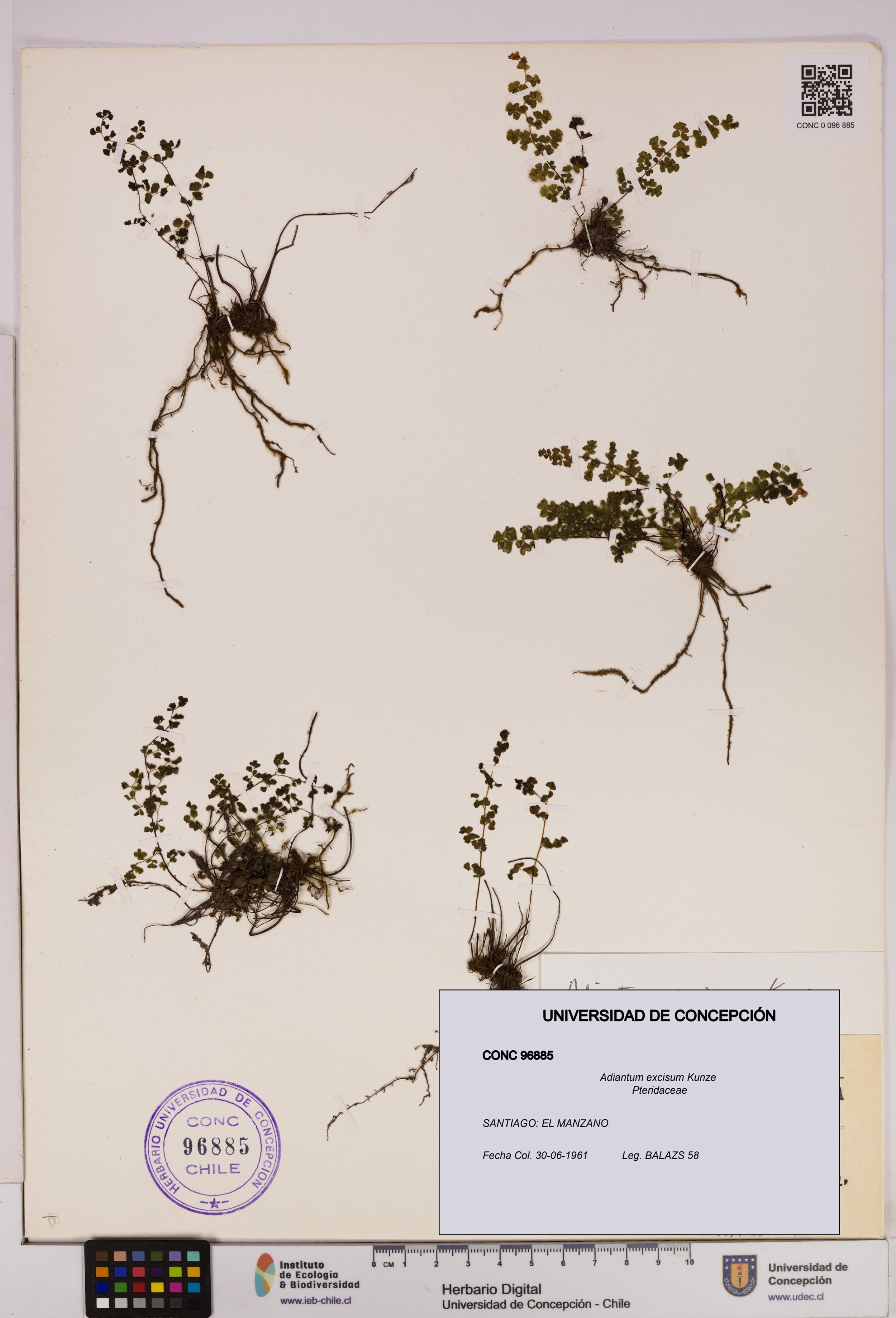 Adiantum excisum [Espécimen: ]