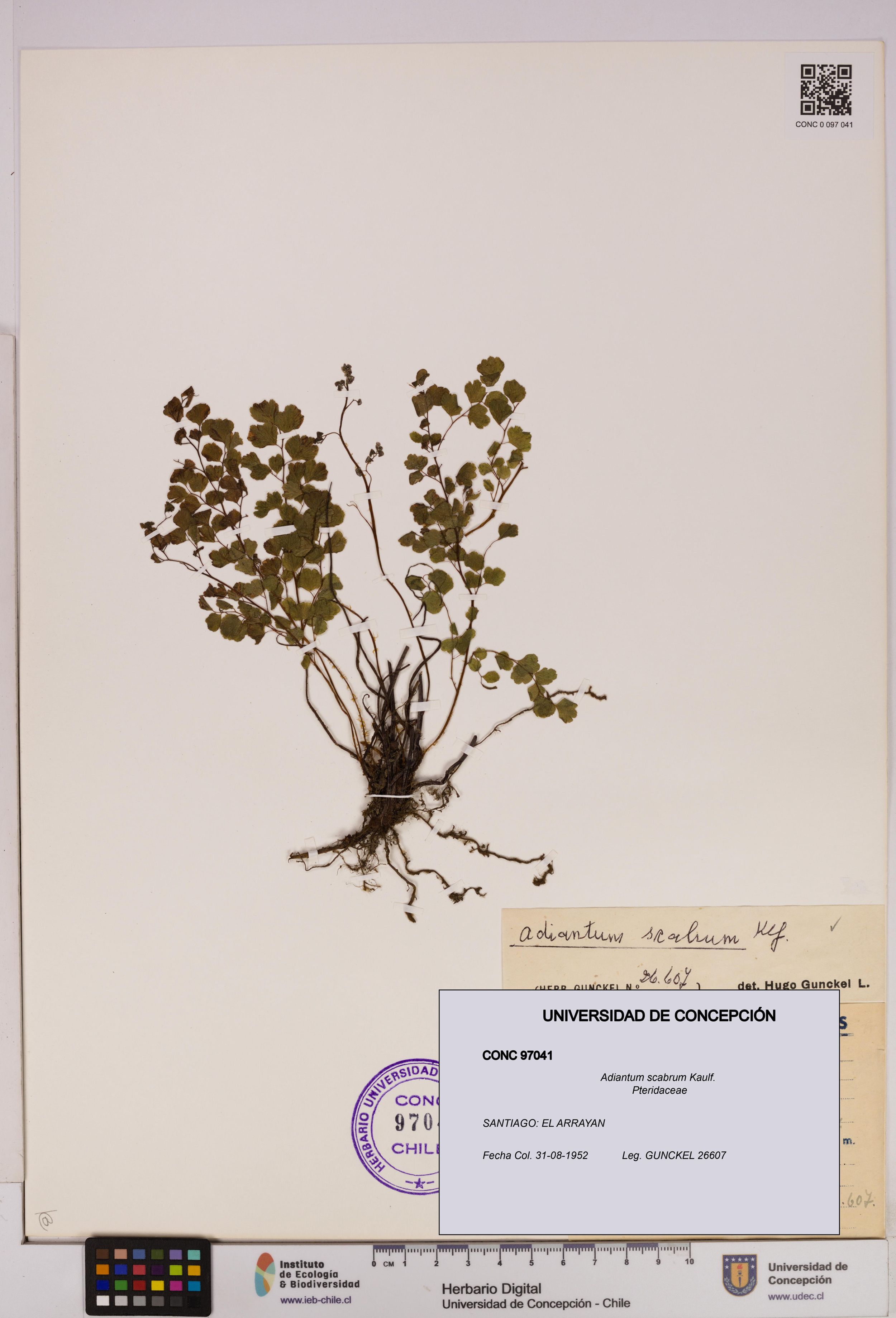 Adiantum scabrum [Espécimen: ]