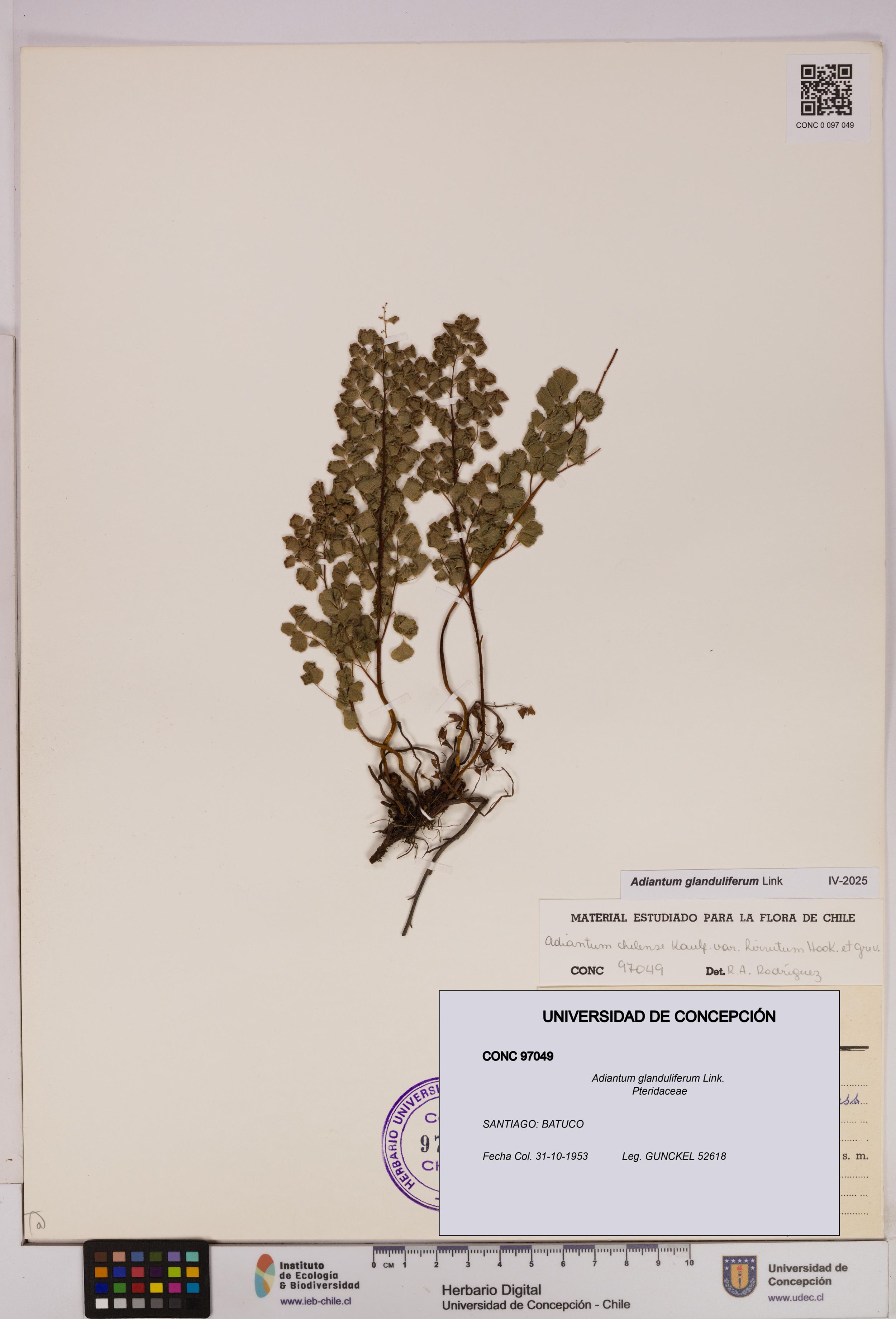 Adiantum glanduliferum [Espécimen: ]