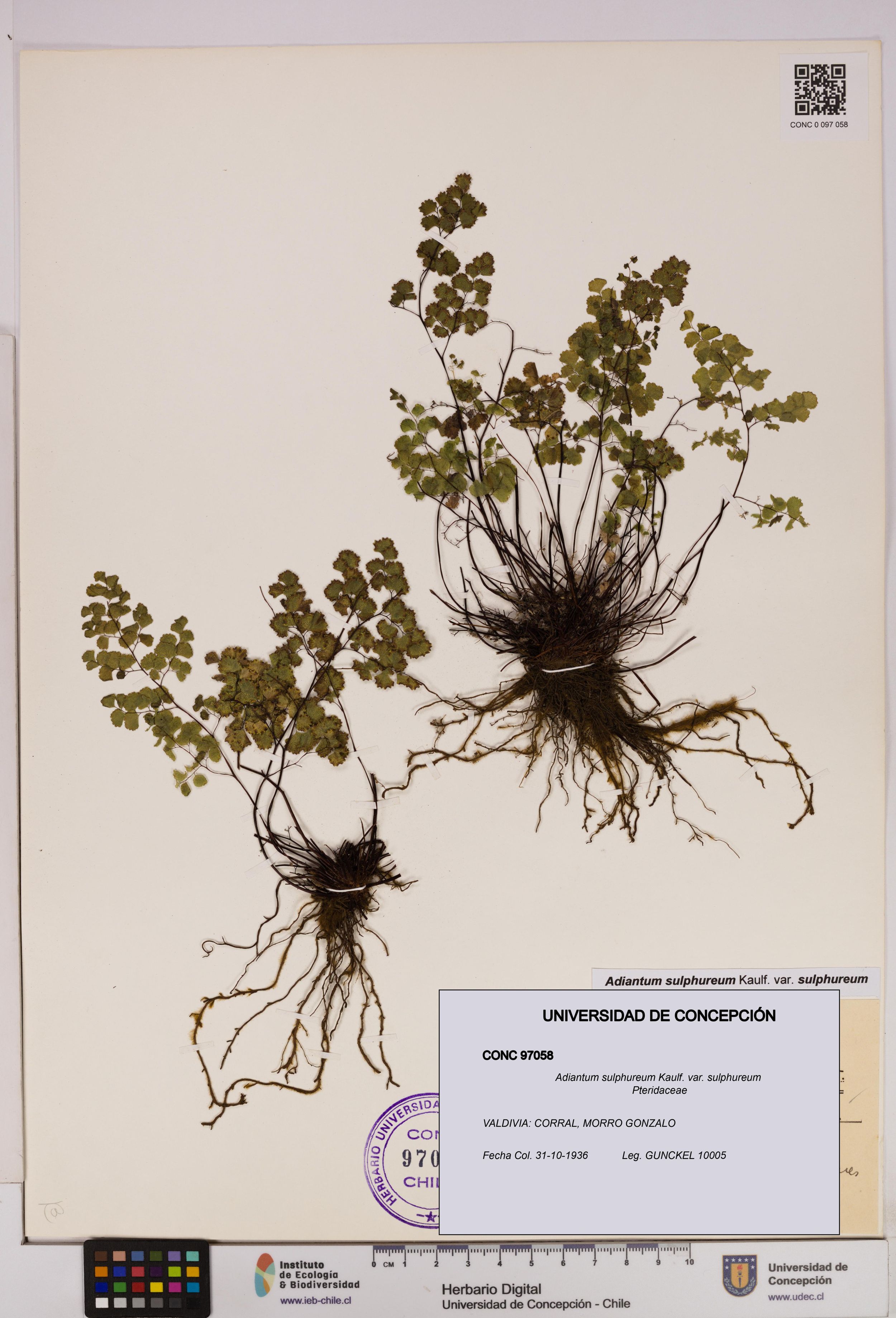 Adiantum sulphureum var. sulphureum [Espécimen: ]