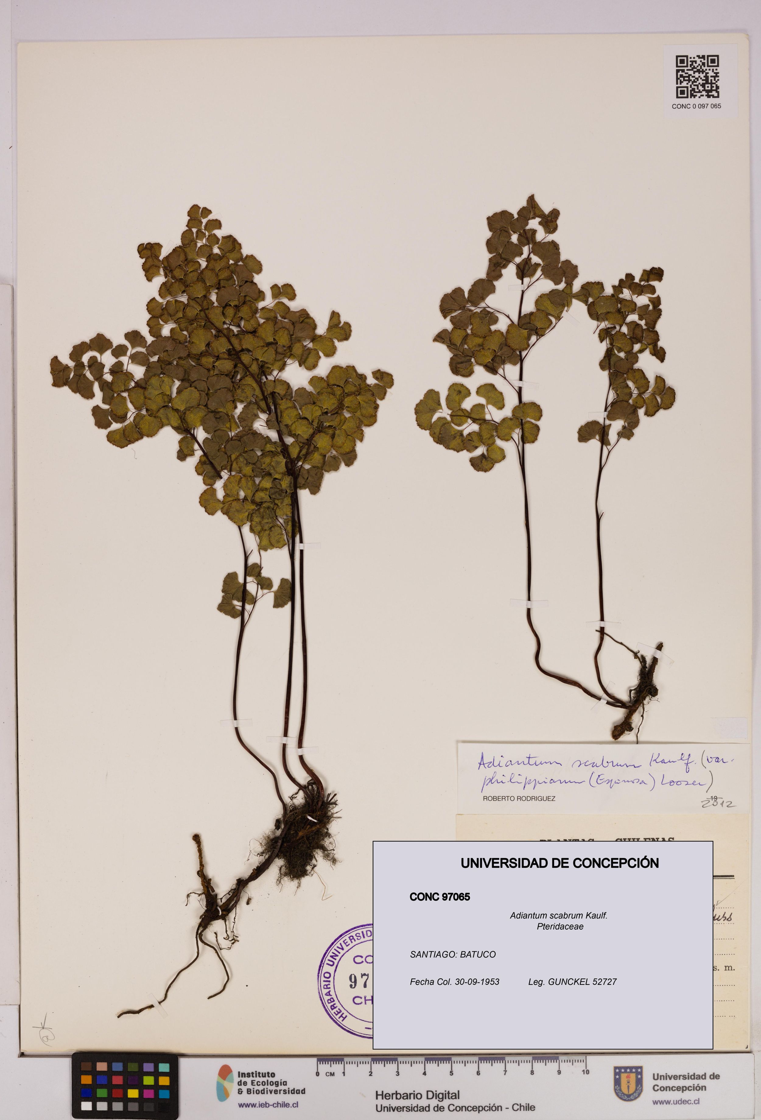 Adiantum scabrum [Espécimen: ]