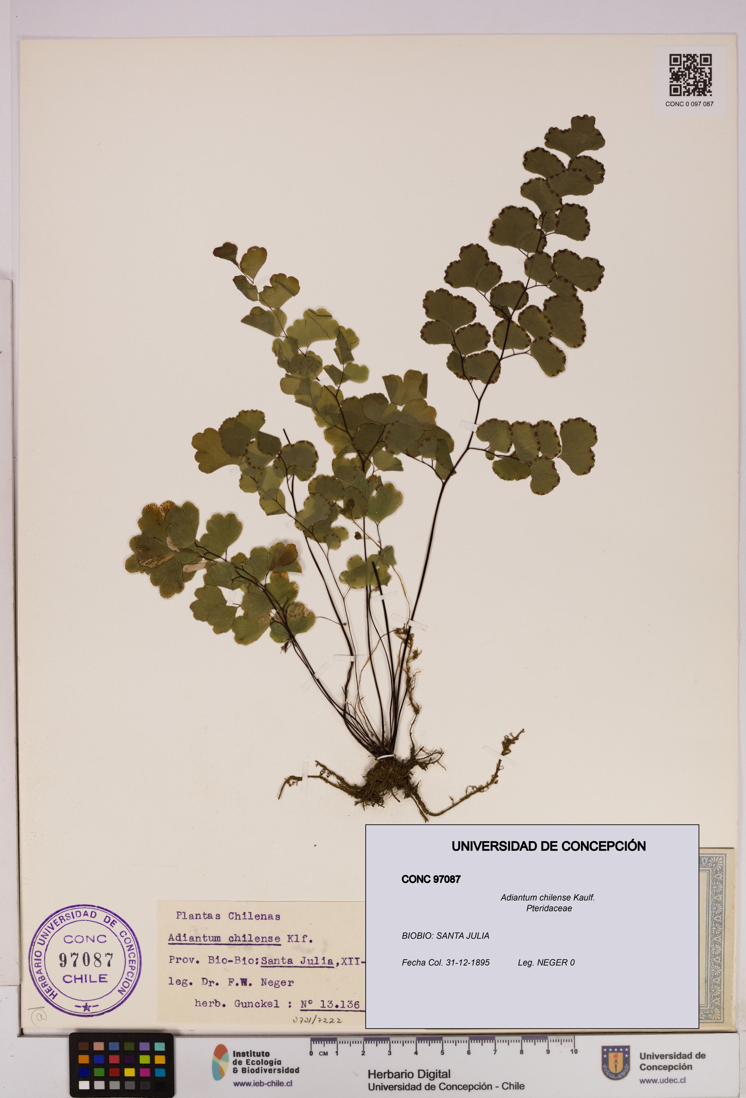 Adiantum chilense [Espécimen: ]