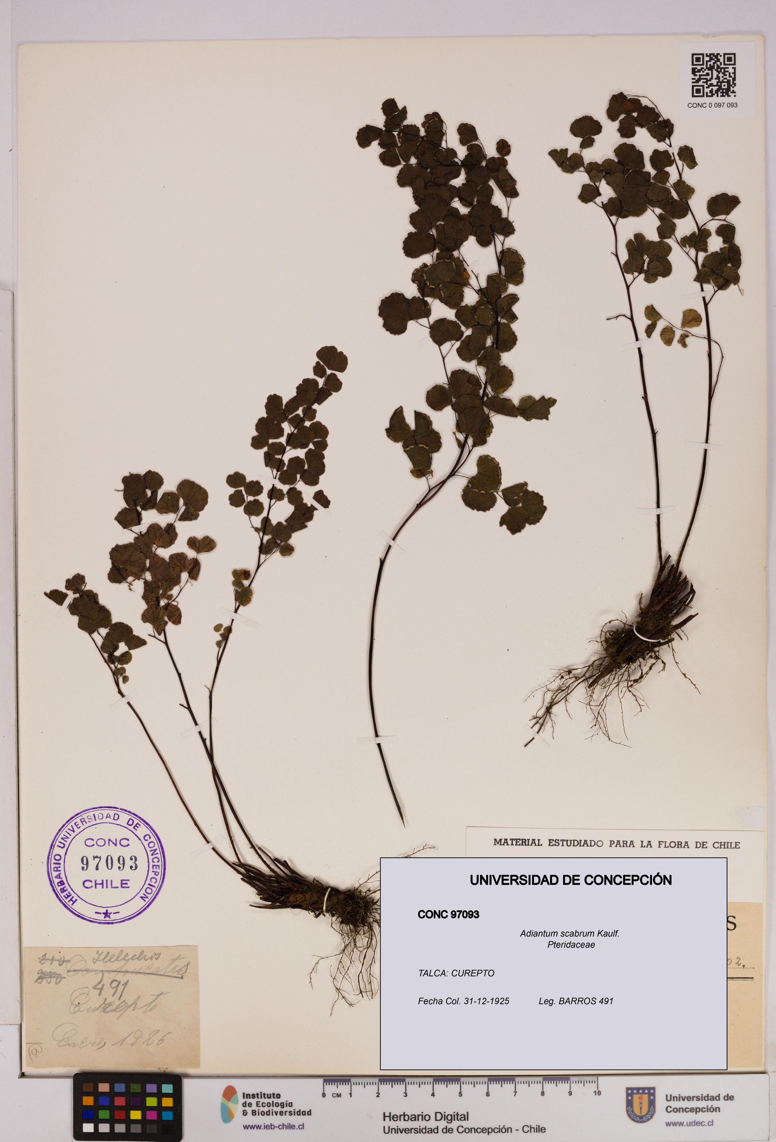 Adiantum scabrum [Espécimen: ]