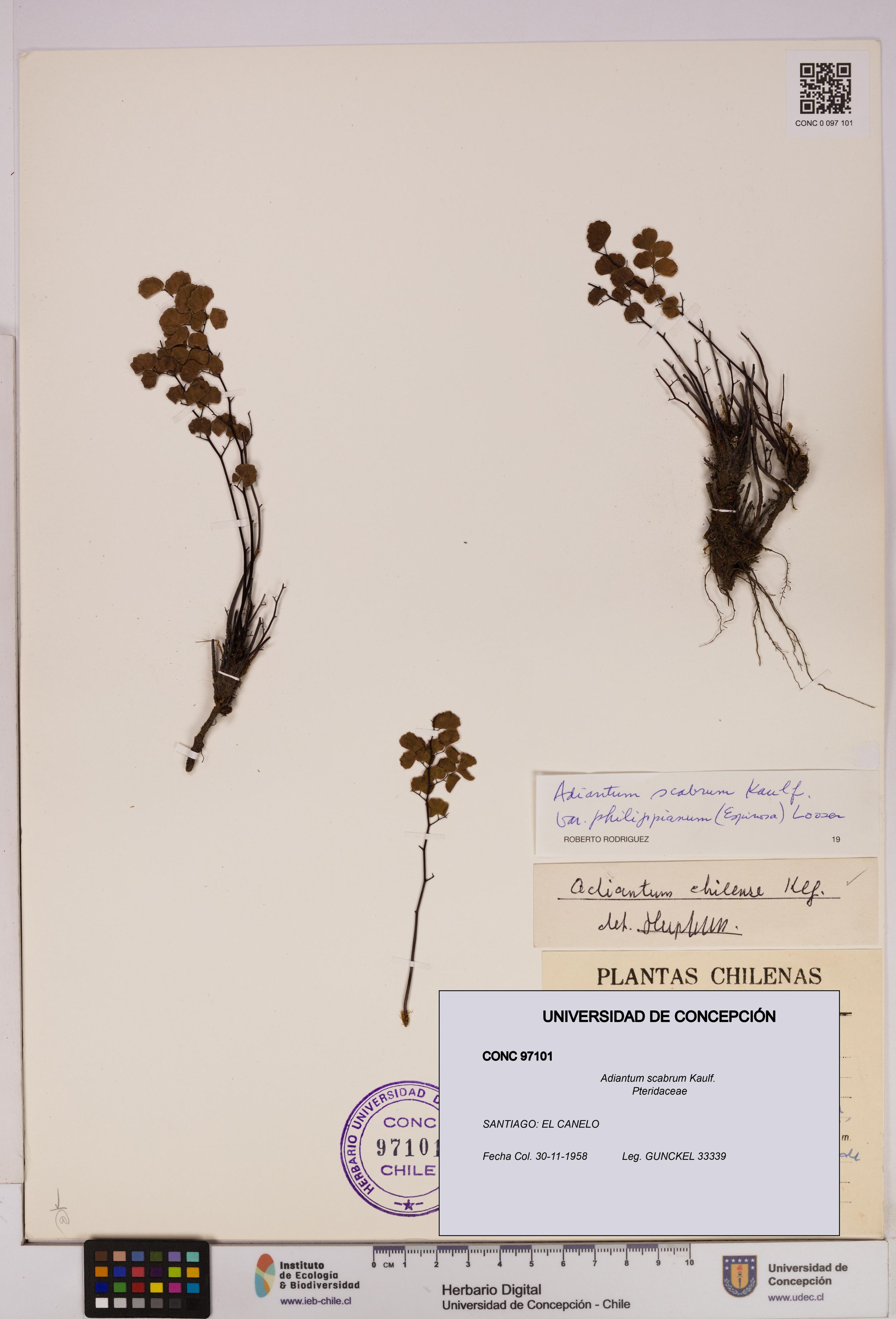 Adiantum scabrum [Espécimen: ]