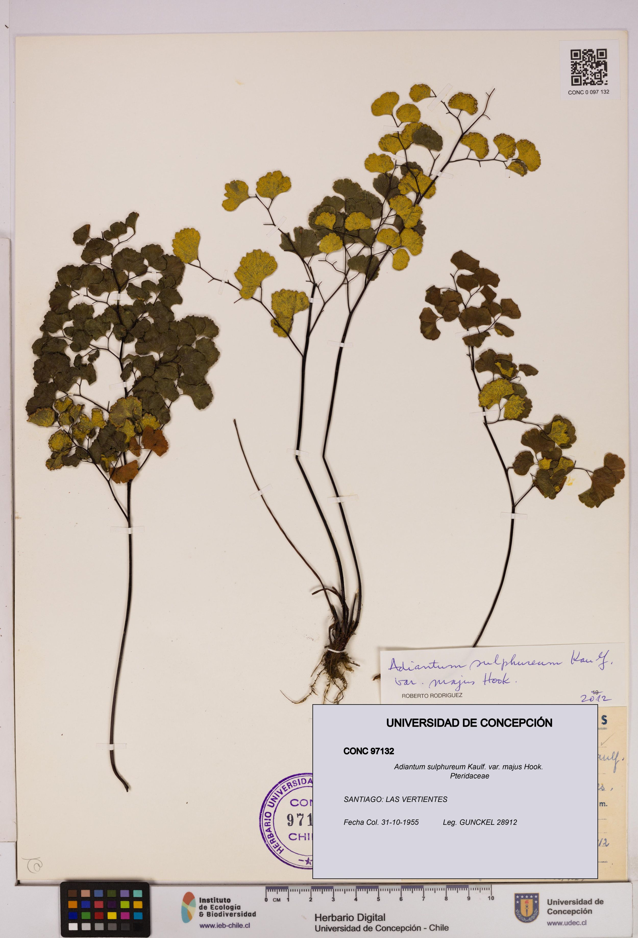 Adiantum sulphureum [Espécimen: ]