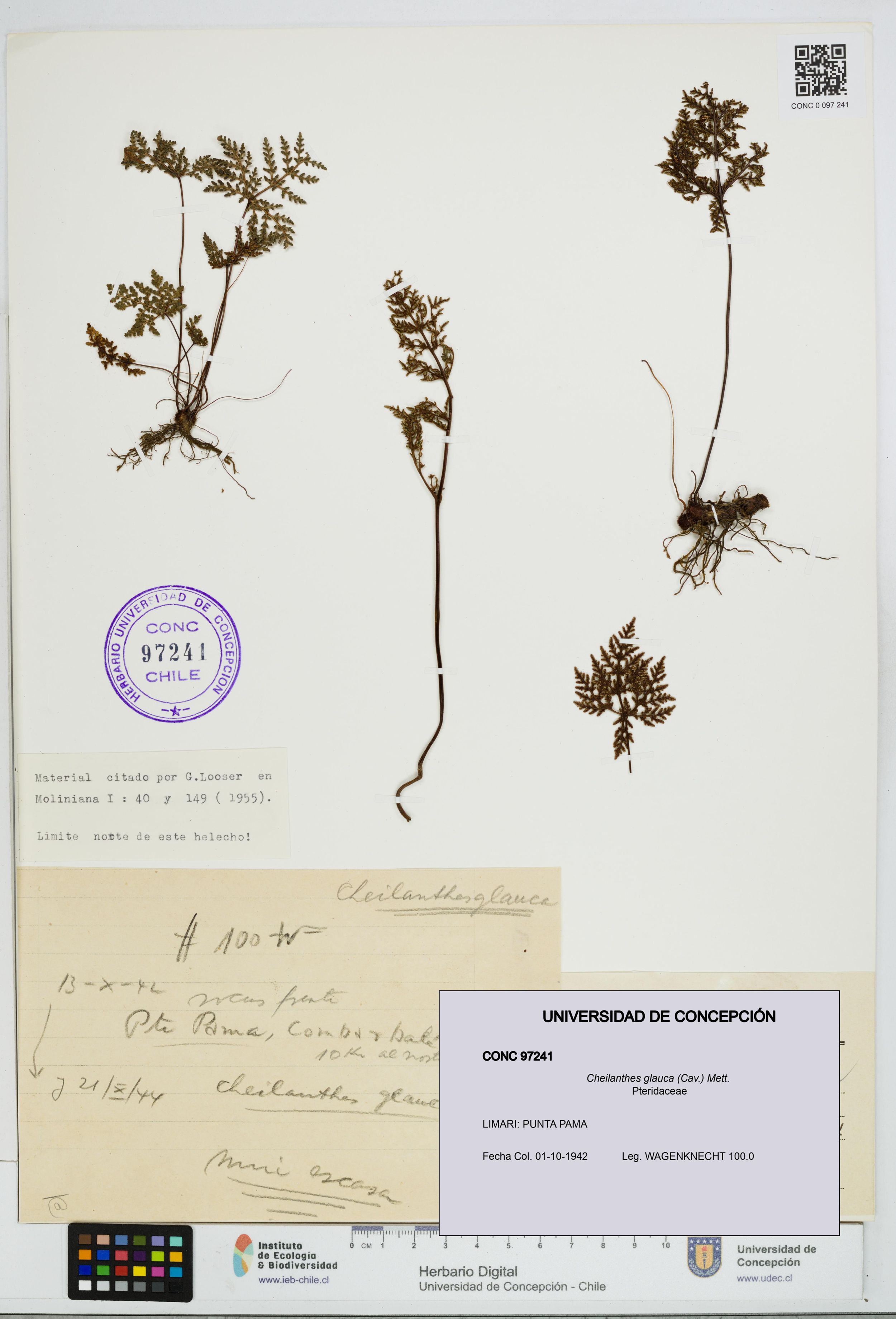 Cheilanthes glauca [Espécimen: ]