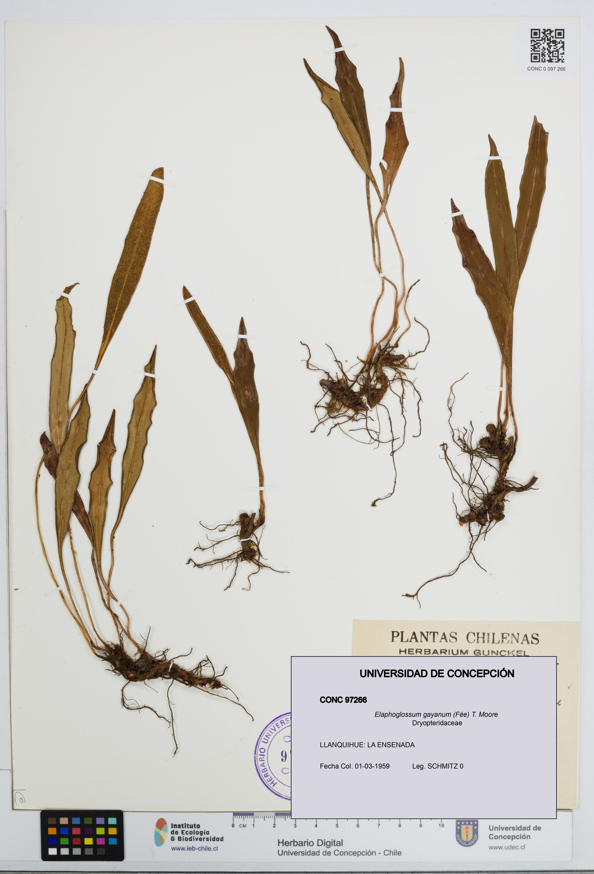 Elaphoglossum gayanum [Espécimen: ]
