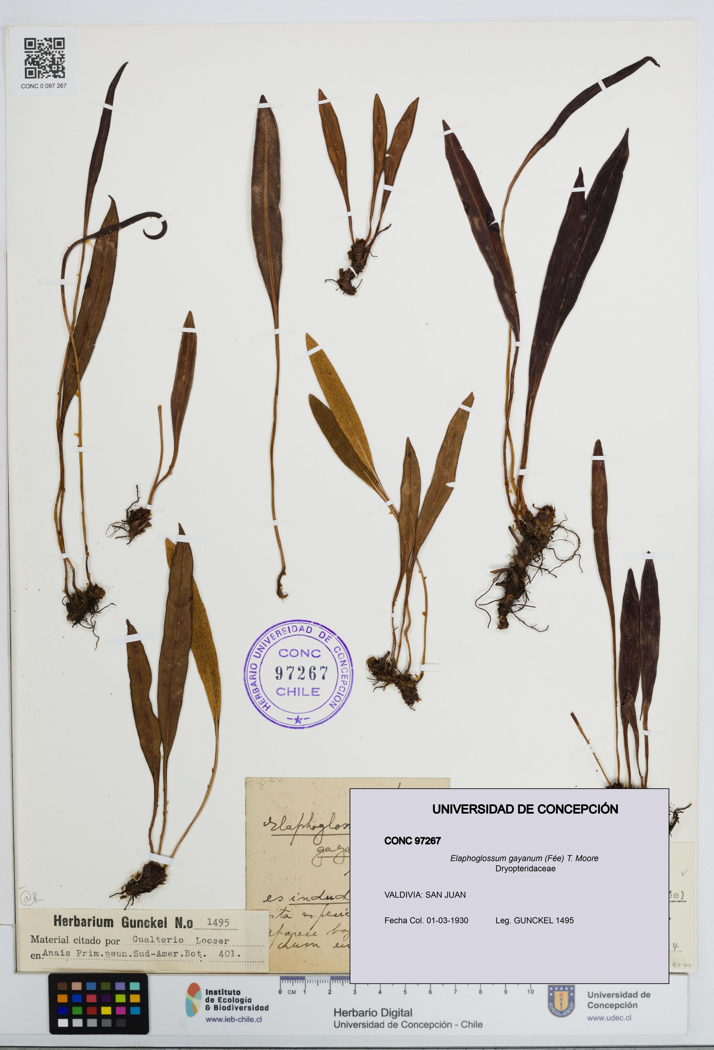 Elaphoglossum gayanum [Espécimen: ]
