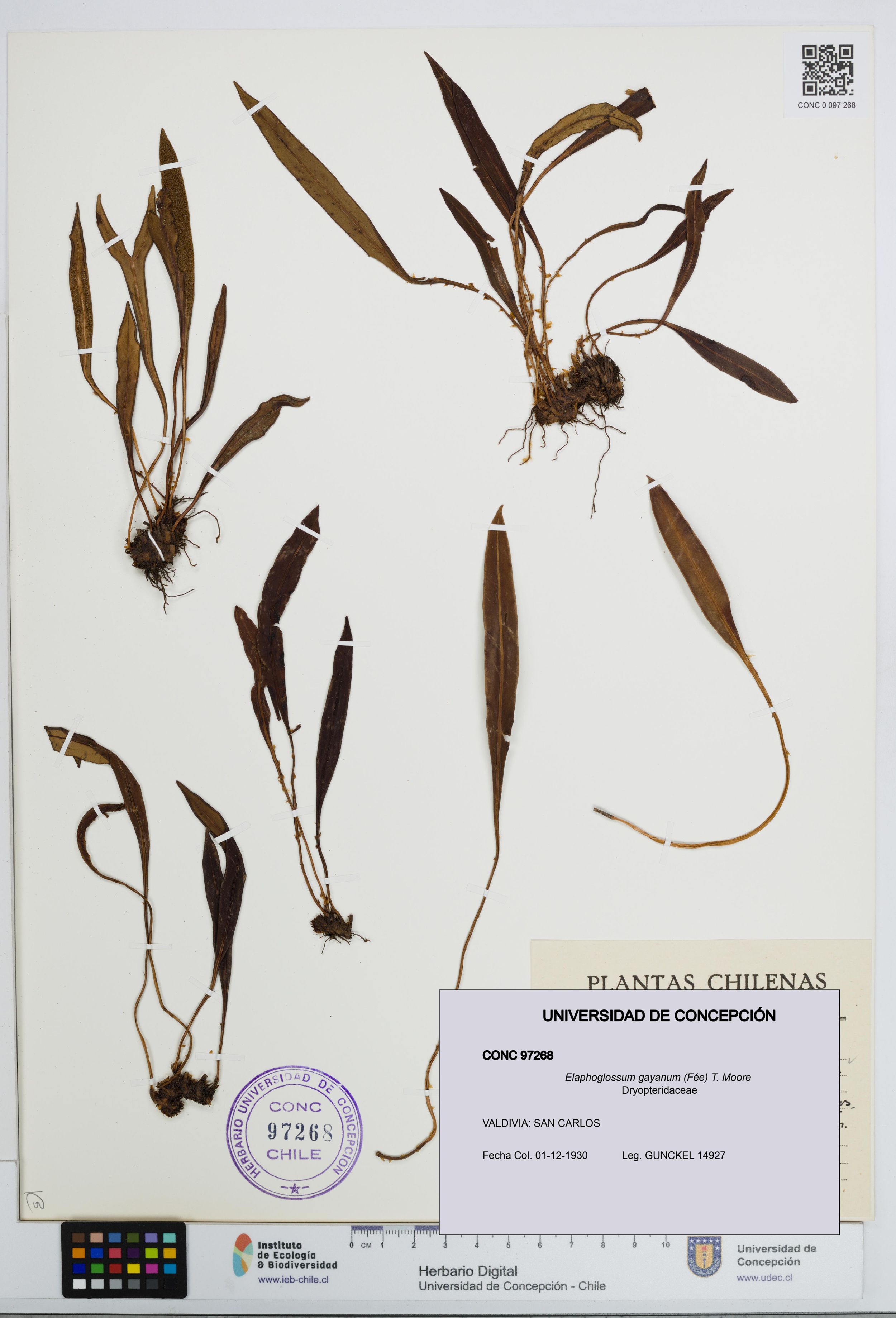 Elaphoglossum gayanum [Espécimen: ]