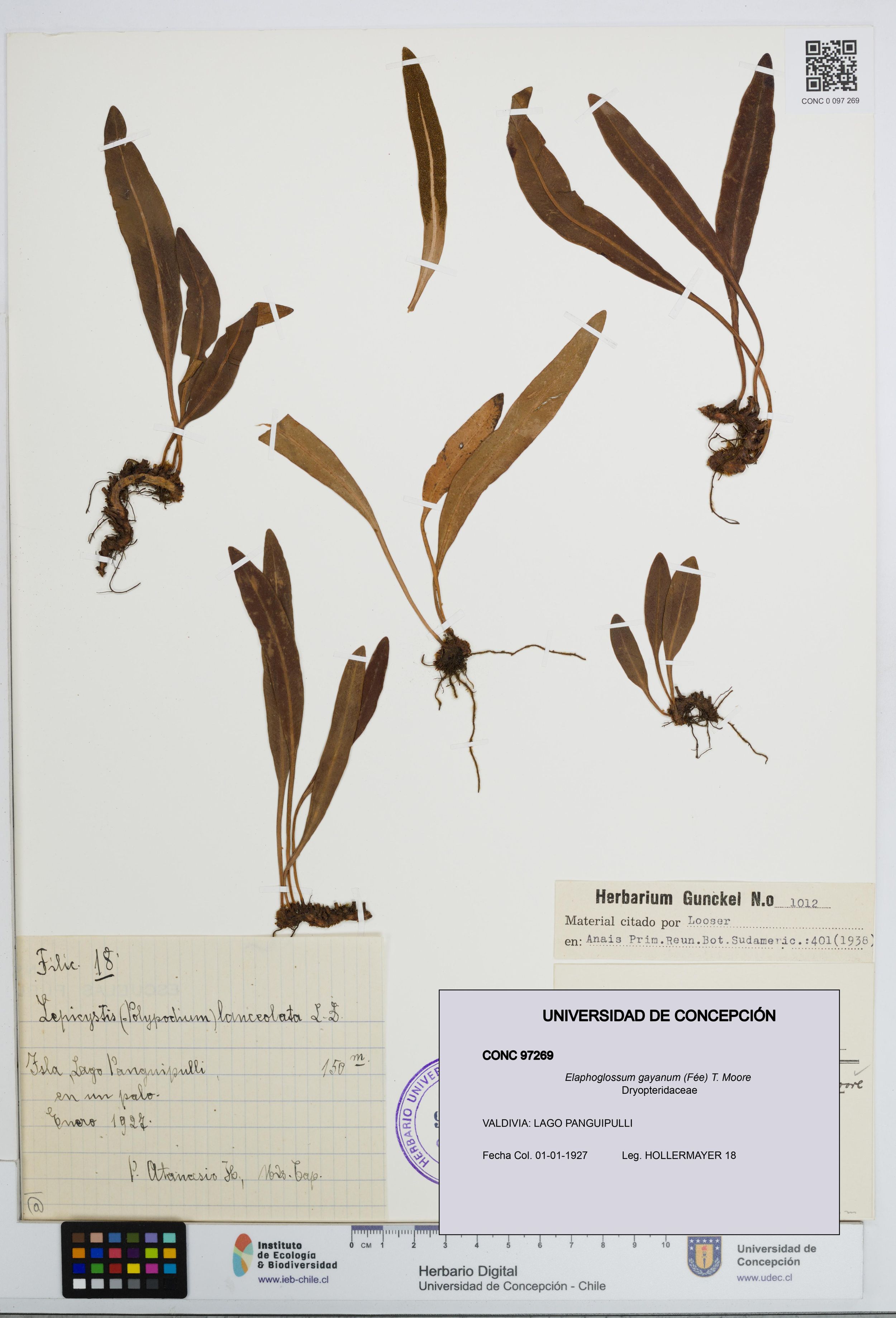 Elaphoglossum gayanum [Espécimen: ]