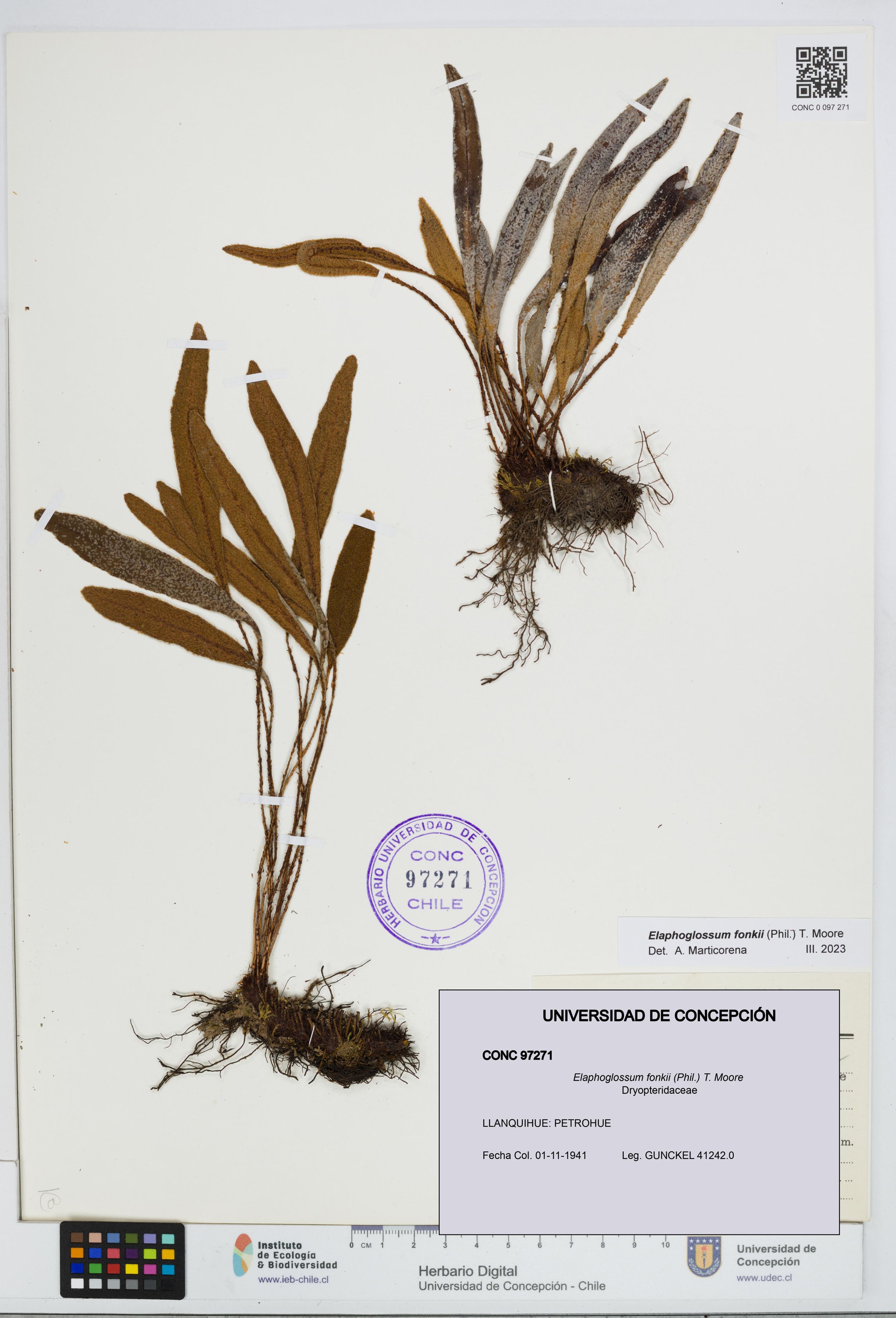 Elaphoglossum fonkii [Espécimen: ]