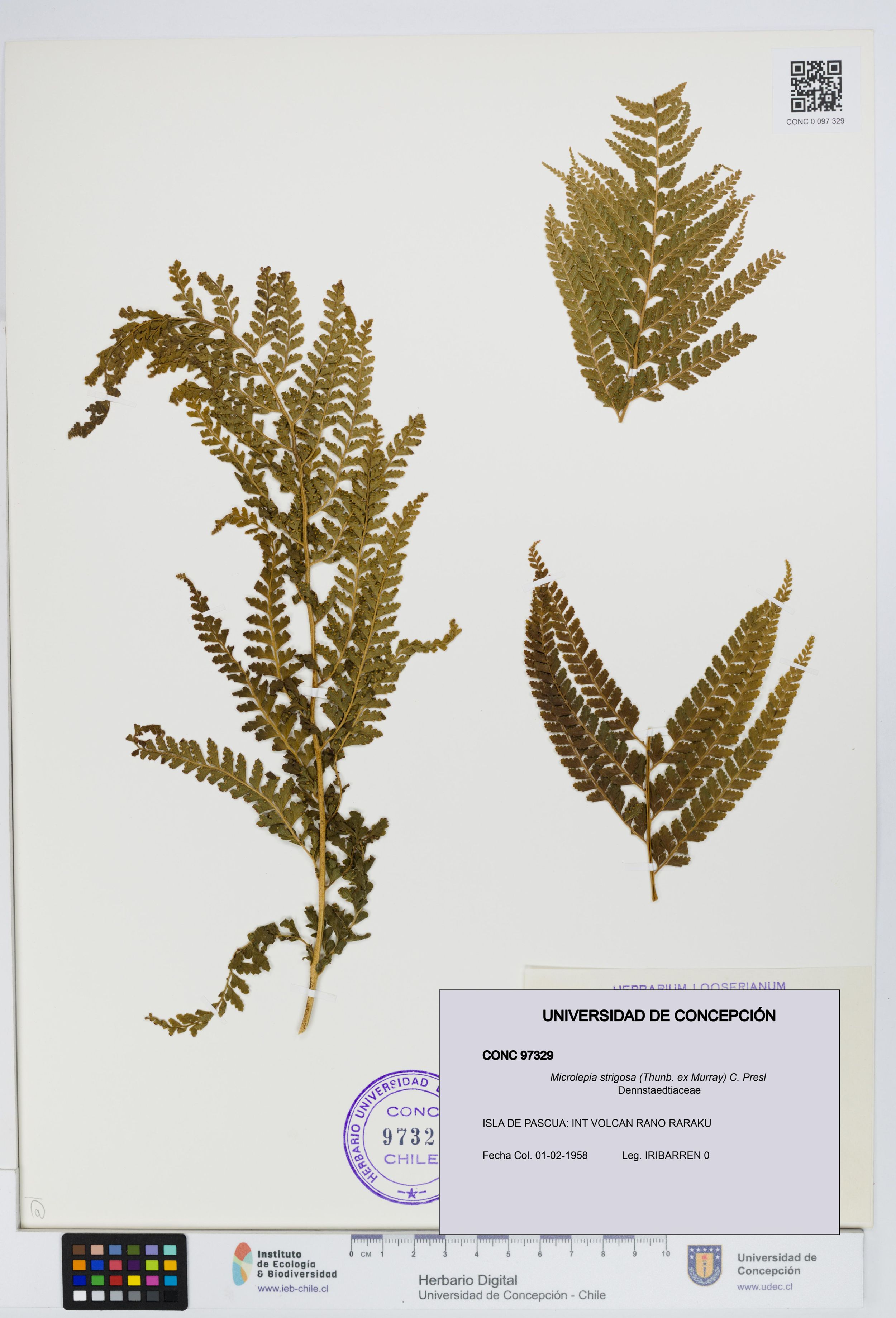 Microlepia strigosa [Espécimen: ]
