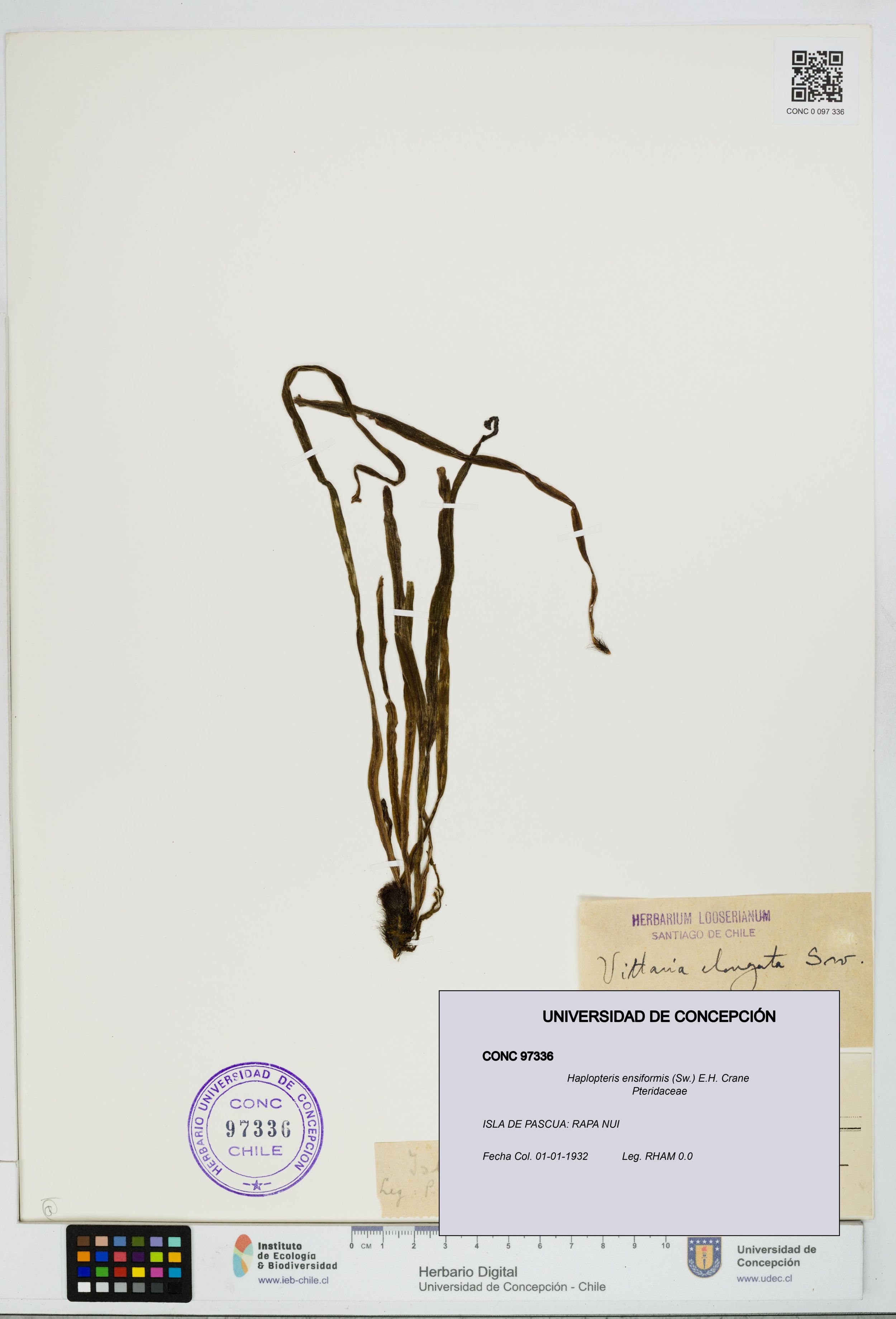 Haplopteris ensiformis [Espécimen: ]