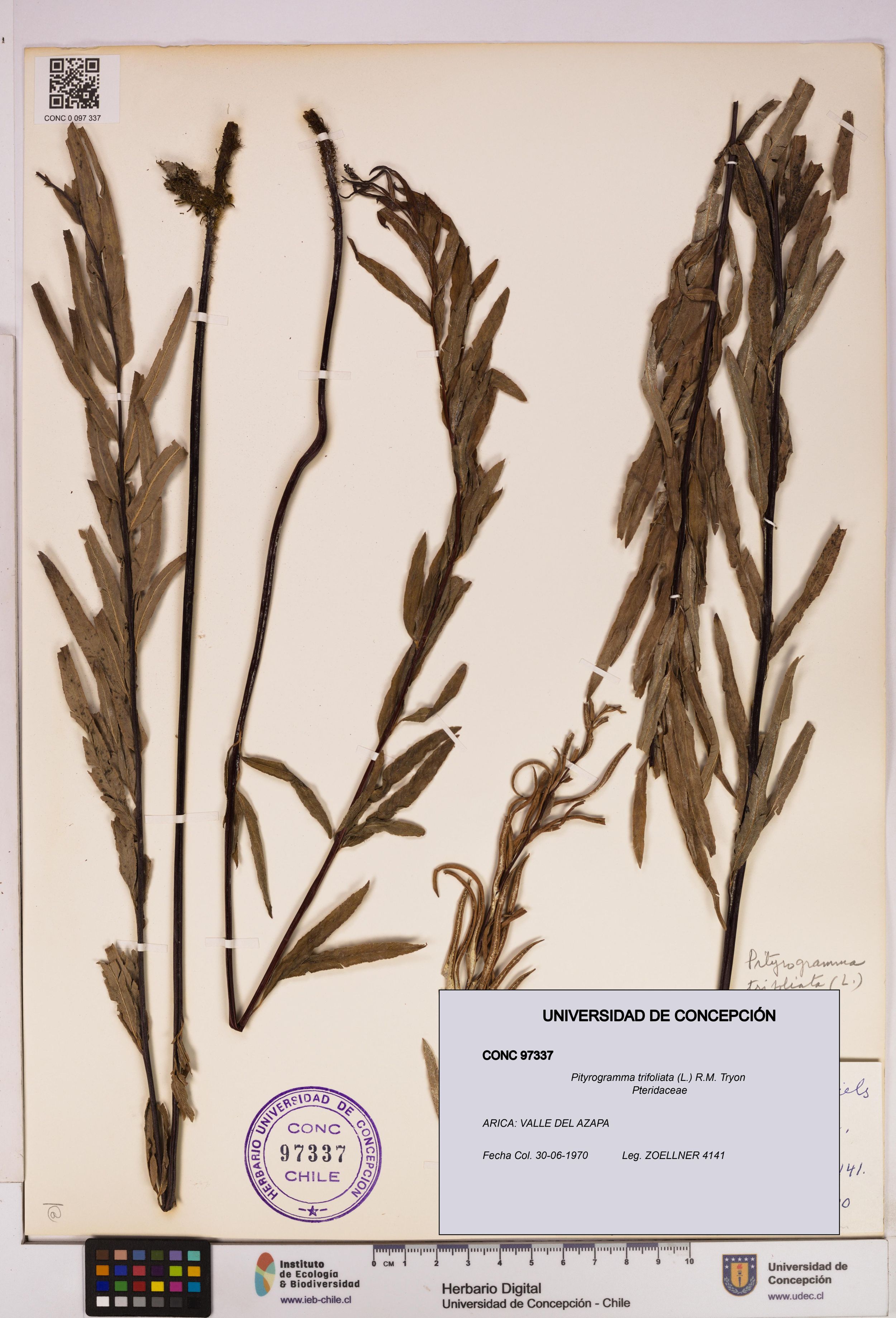Pityrogramma trifoliata [Espécimen: ]