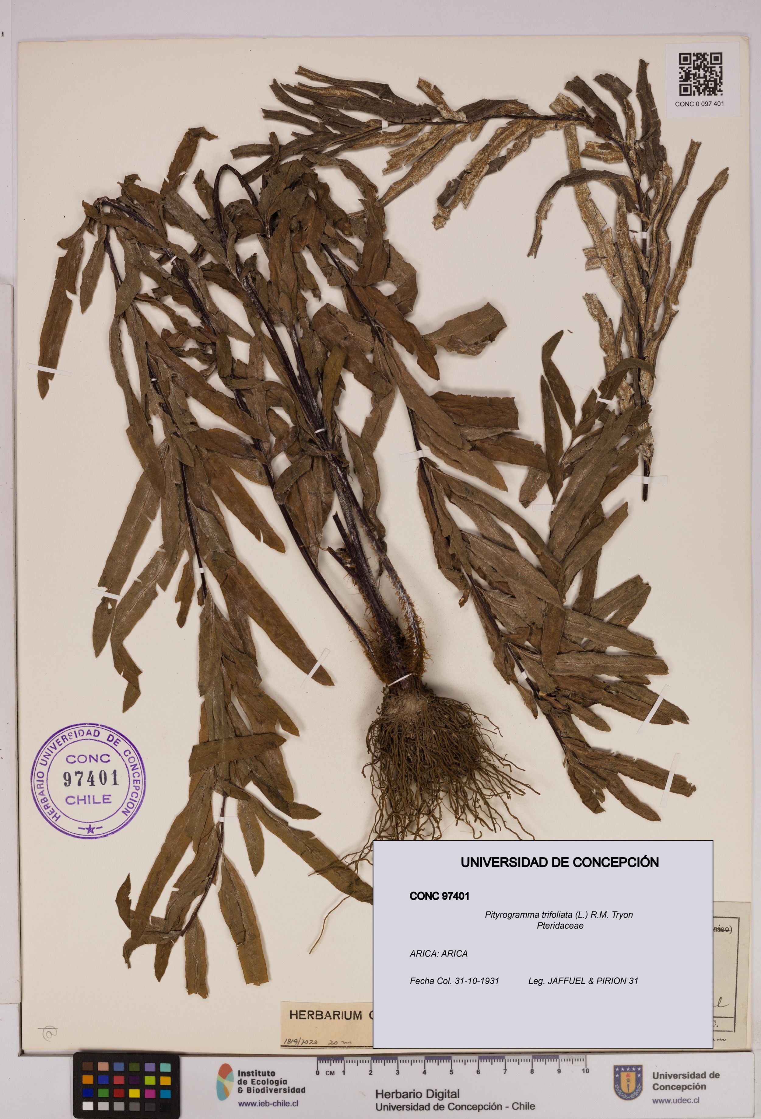Pityrogramma trifoliata [Espécimen: ]