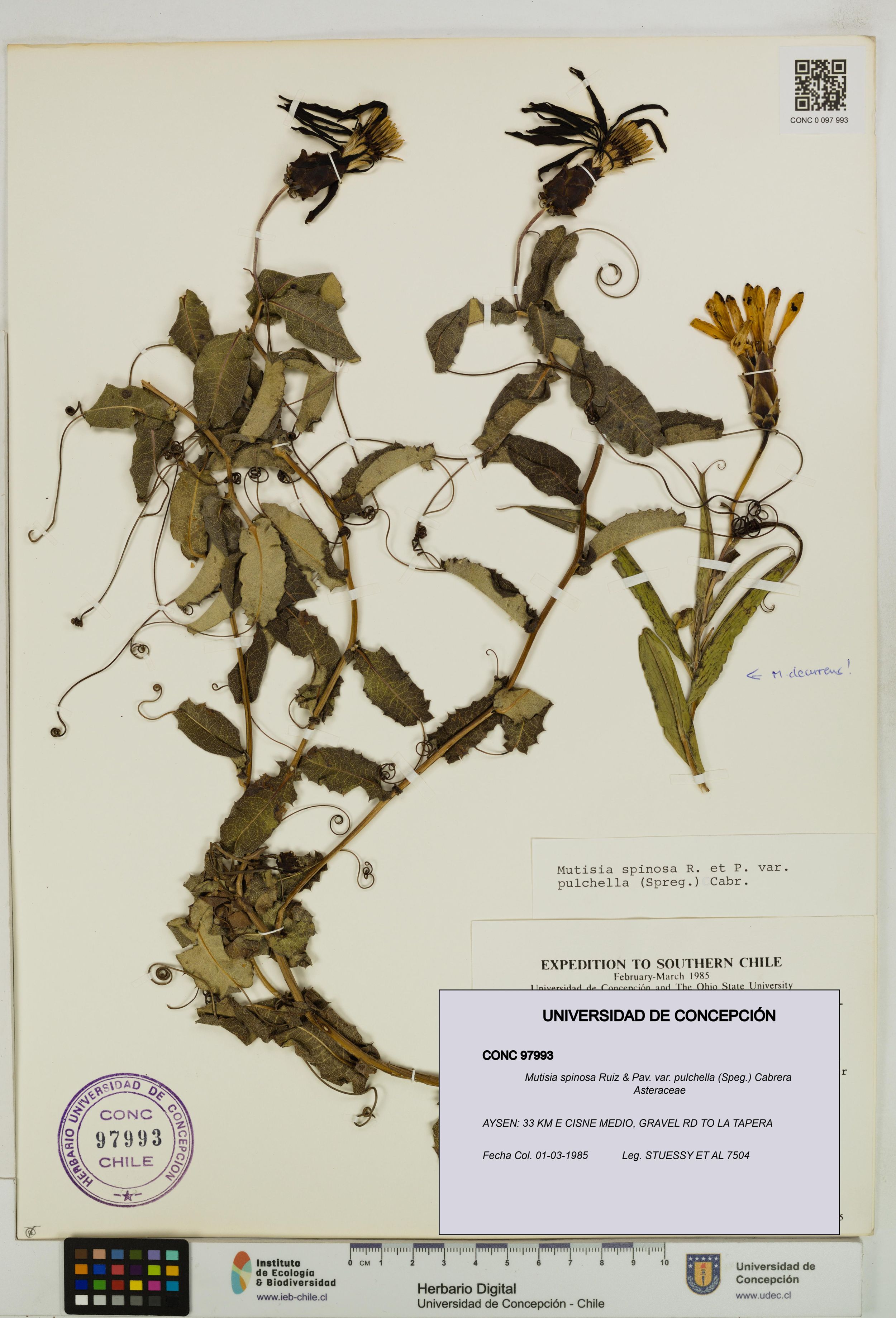 Mutisia spinosa var. pulchella [Espécimen: ]