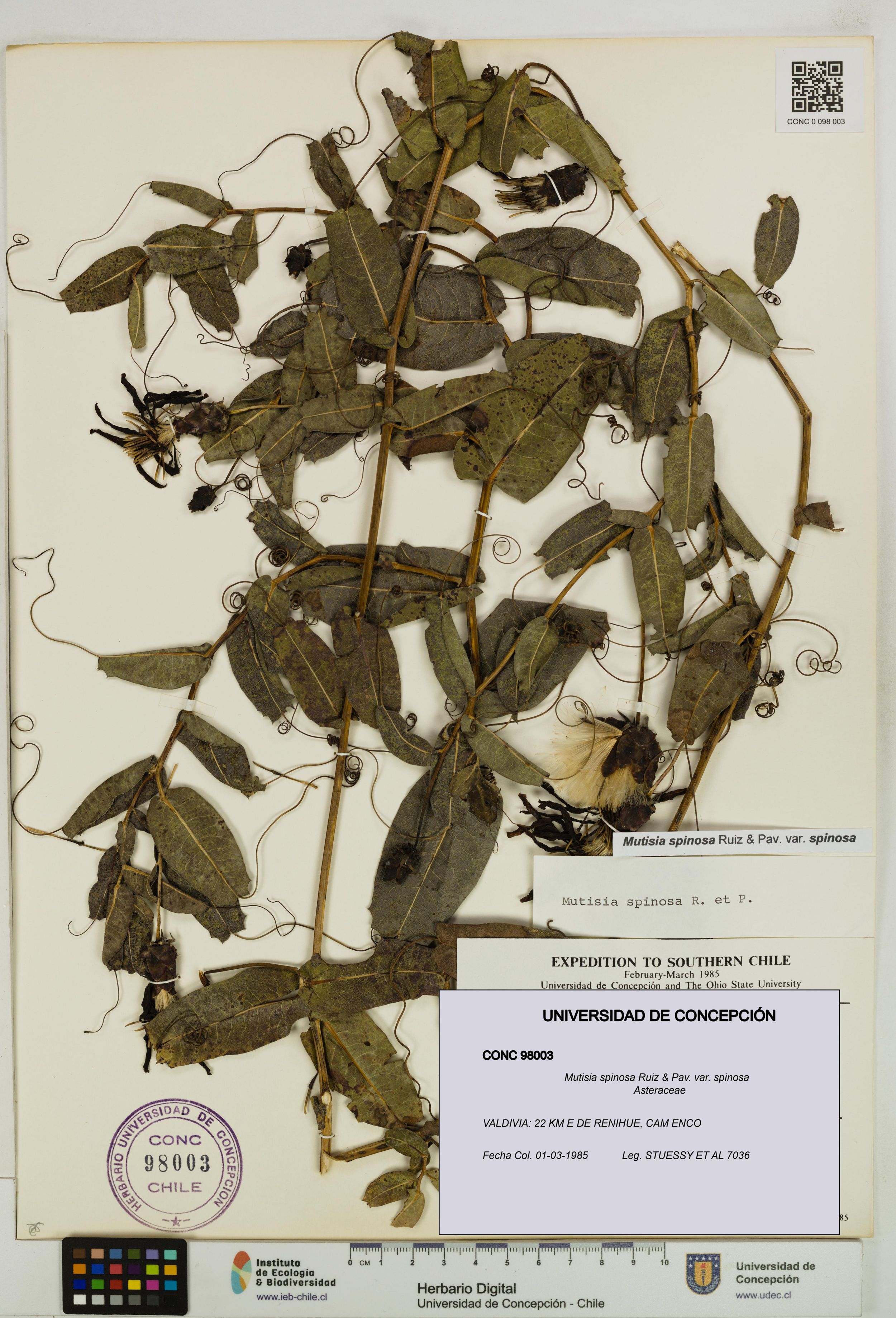Mutisia spinosa var. spinosa [Espécimen: ]