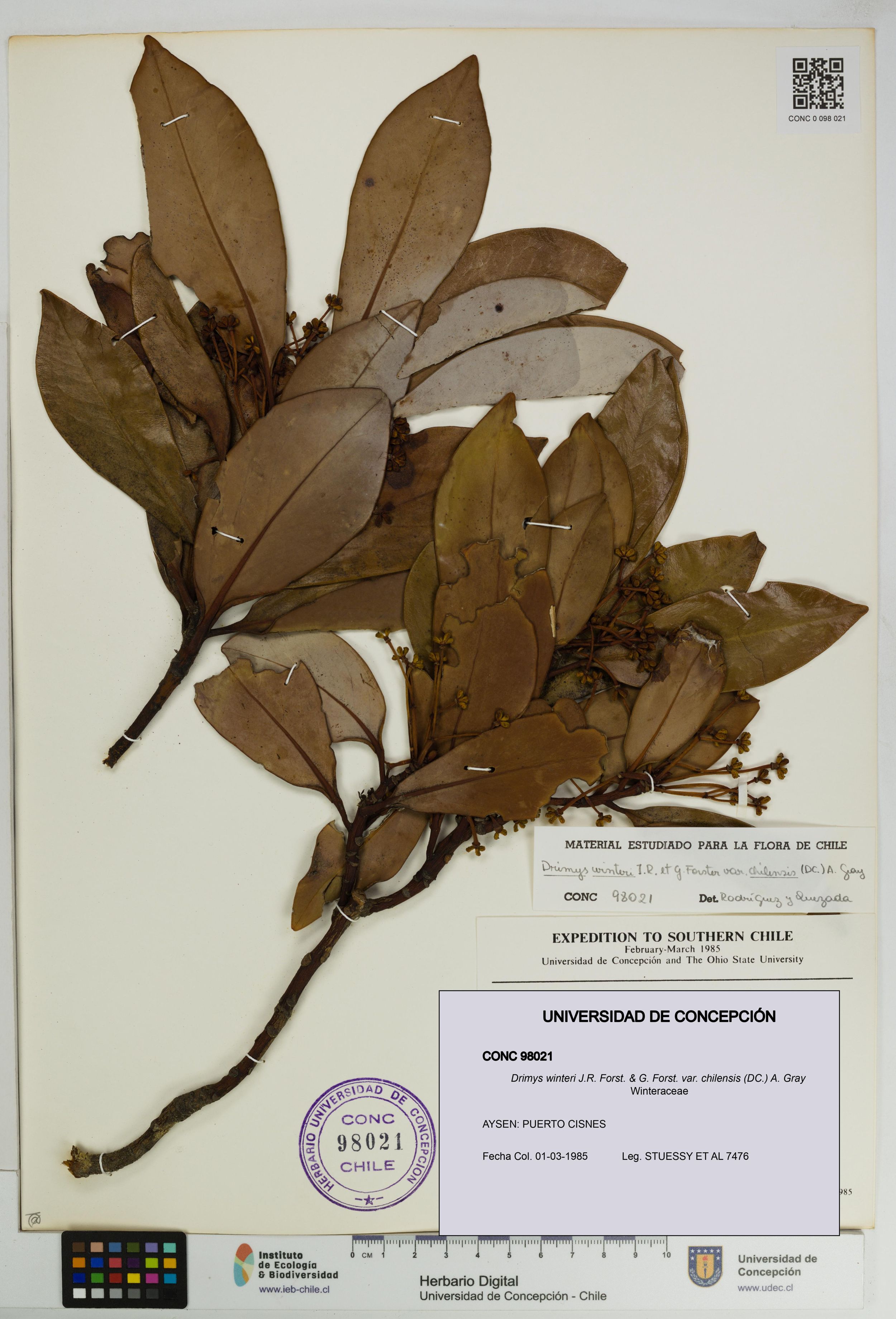 Drimys winteri var. chilensis [Espécimen: ]
