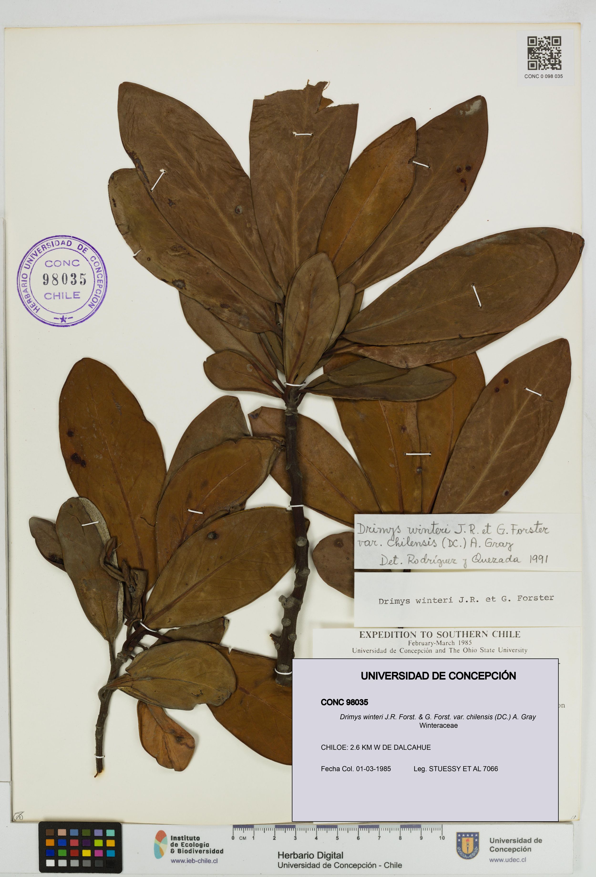 Drimys winteri var. chilensis [Espécimen: ]