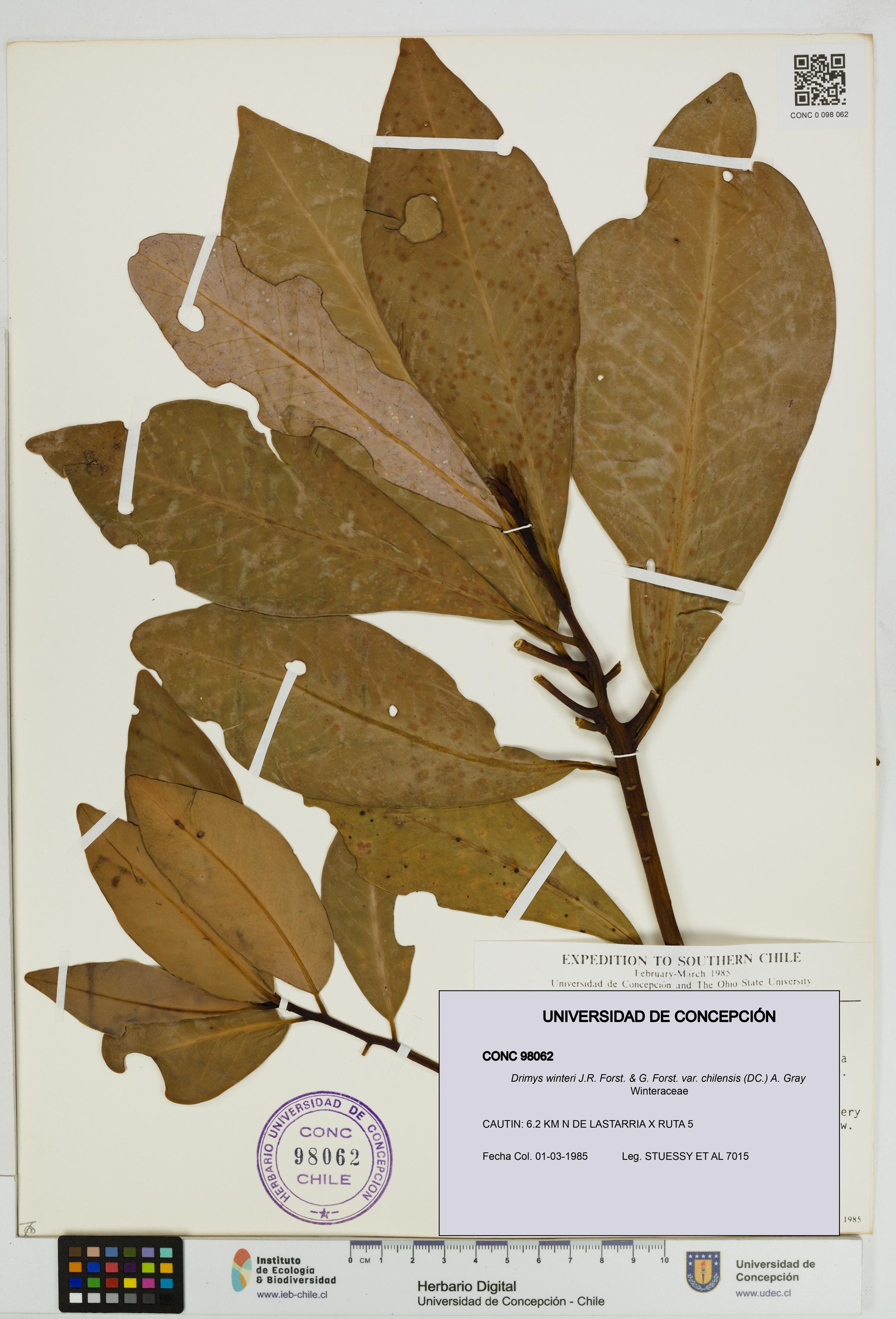 Drimys winteri var. chilensis [Espécimen: ]