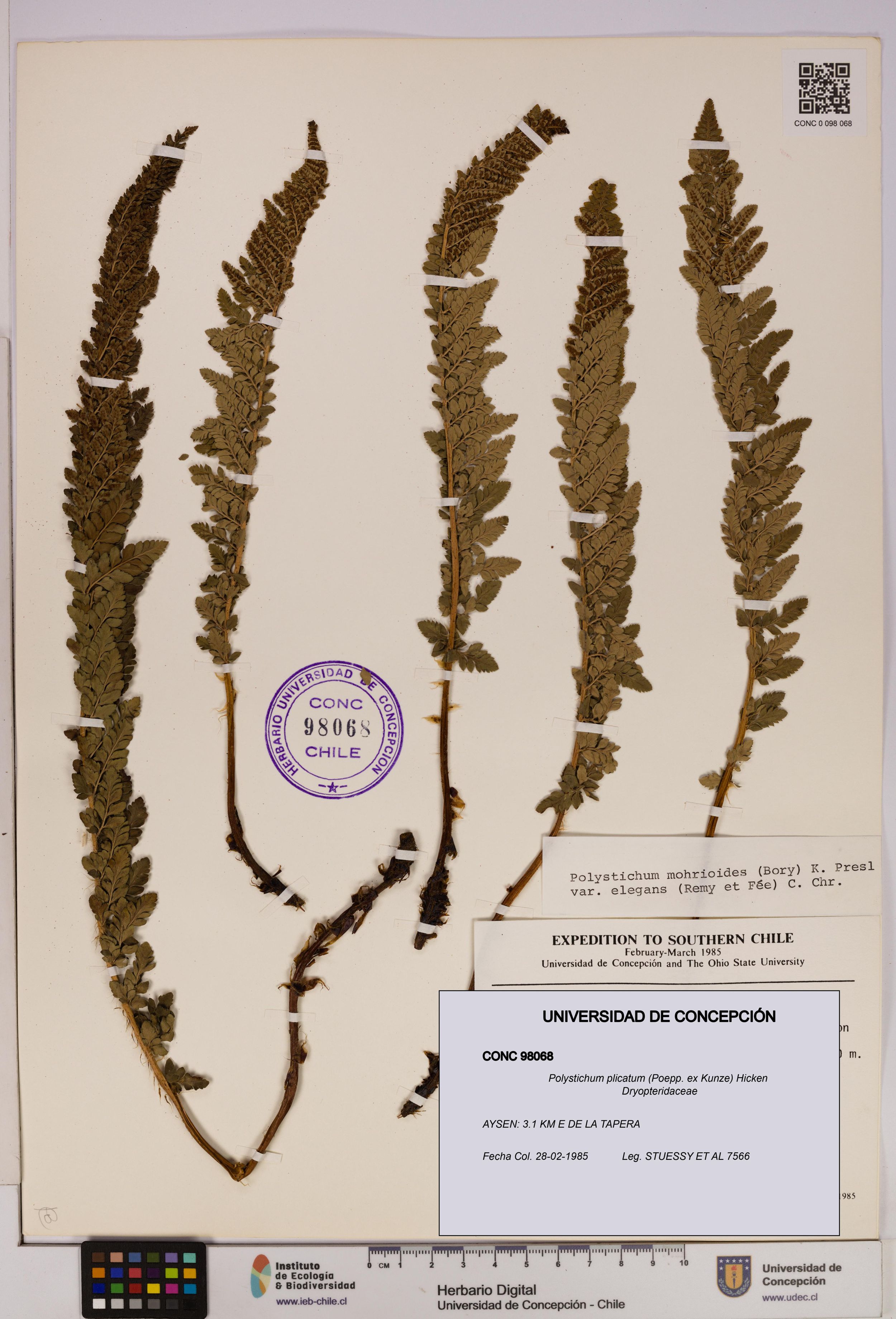 Polystichum plicatum [Espécimen: ]