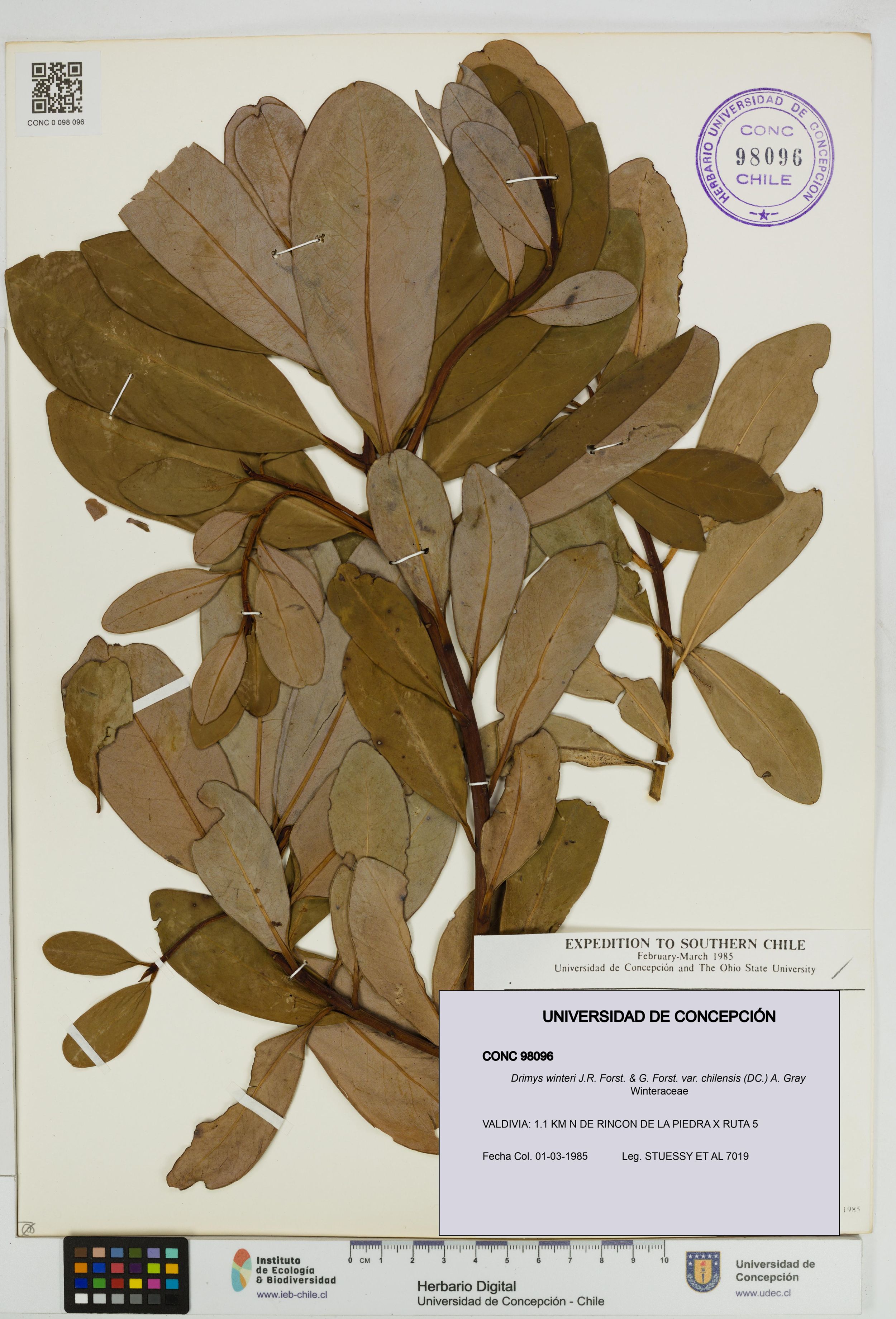 Drimys winteri var. chilensis [Espécimen: ]