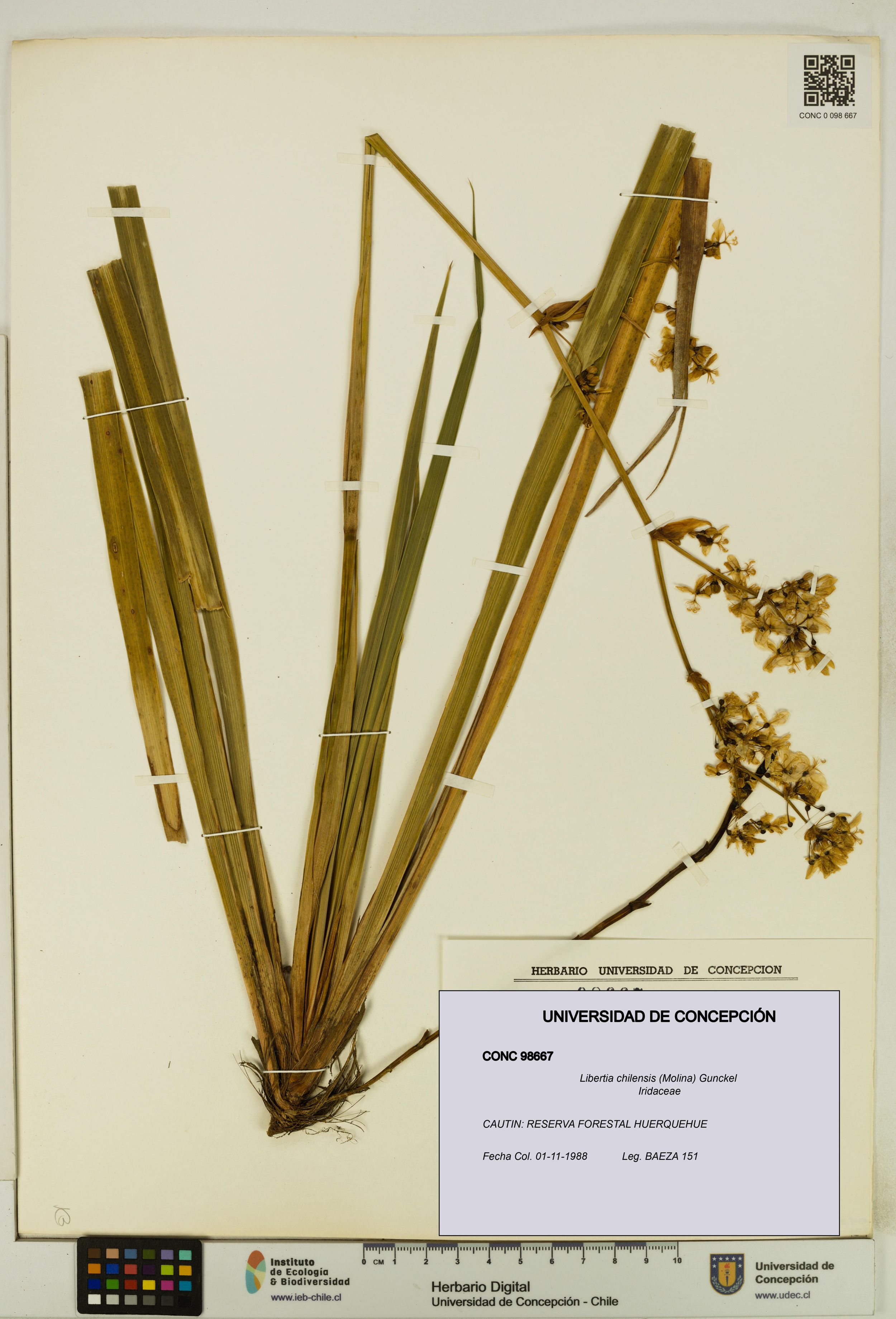 Libertia chilensis [Espécimen: ]