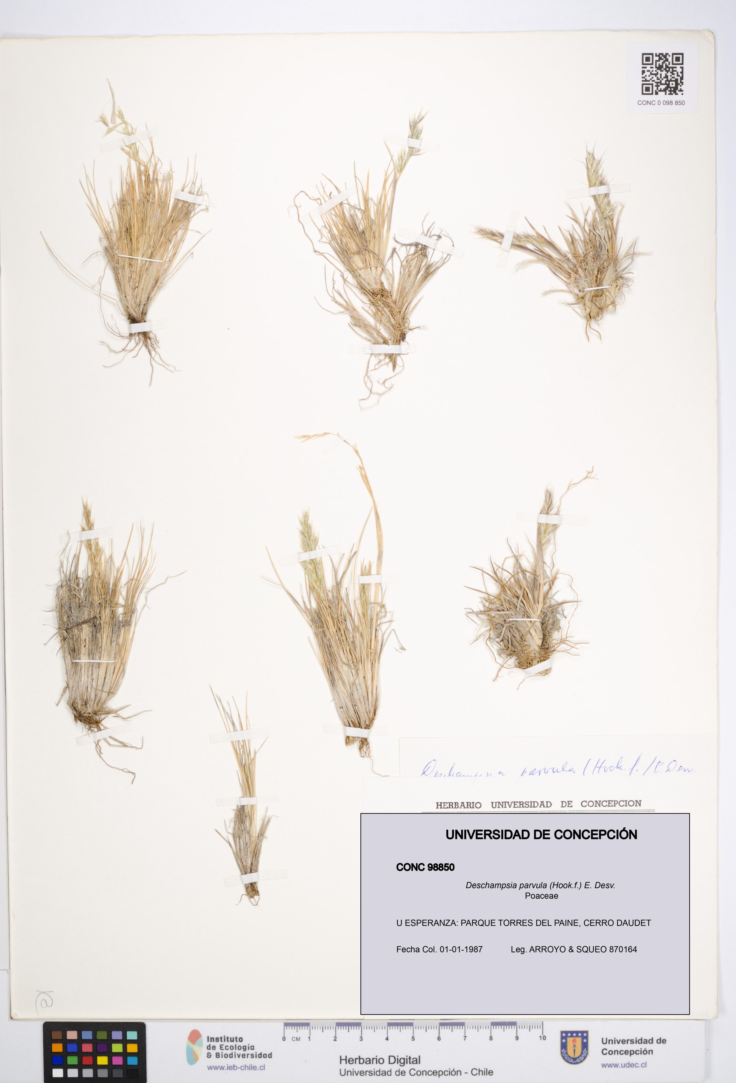Deschampsia parvula [Espécimen: ]