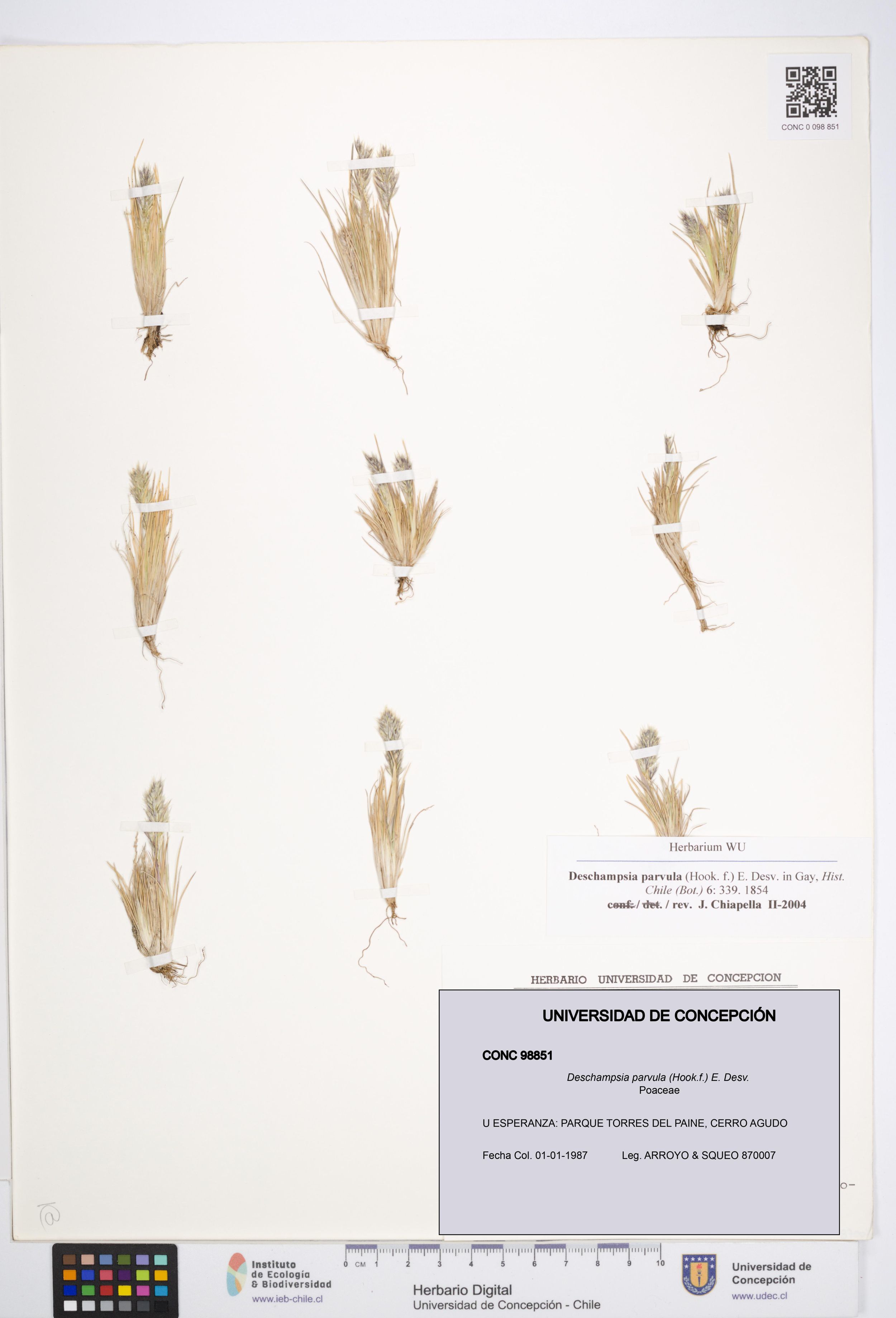 Deschampsia parvula [Espécimen: ]