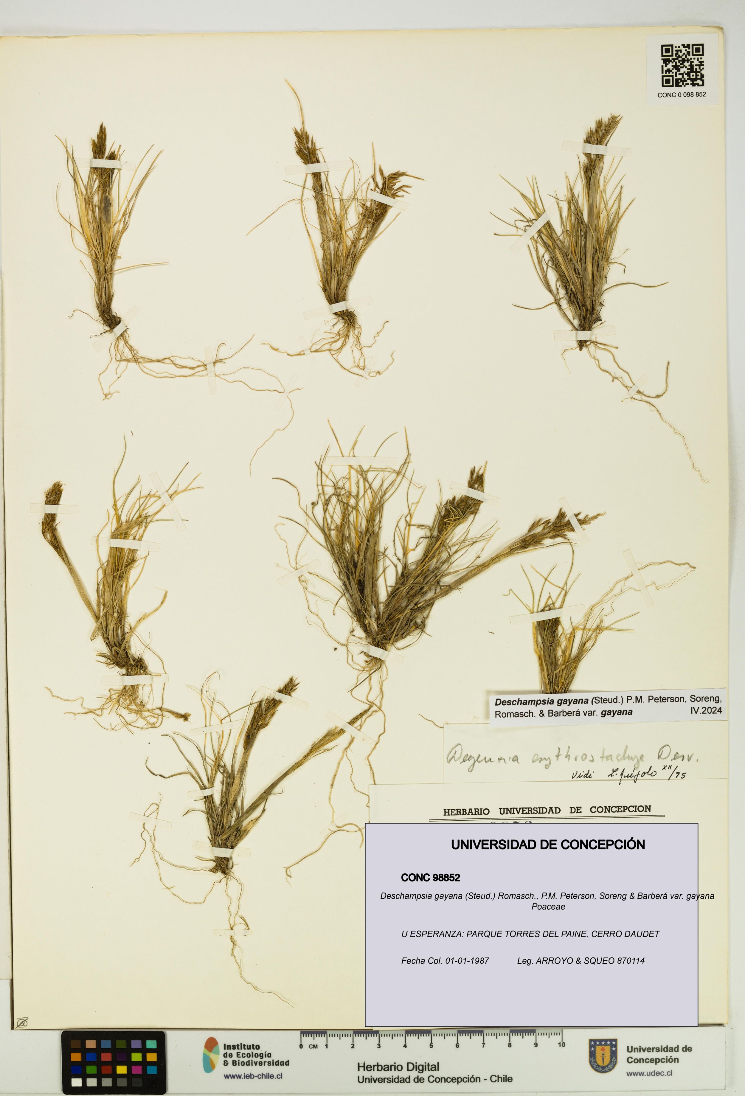 Deschampsia gayana var. gayana [Espécimen: ]