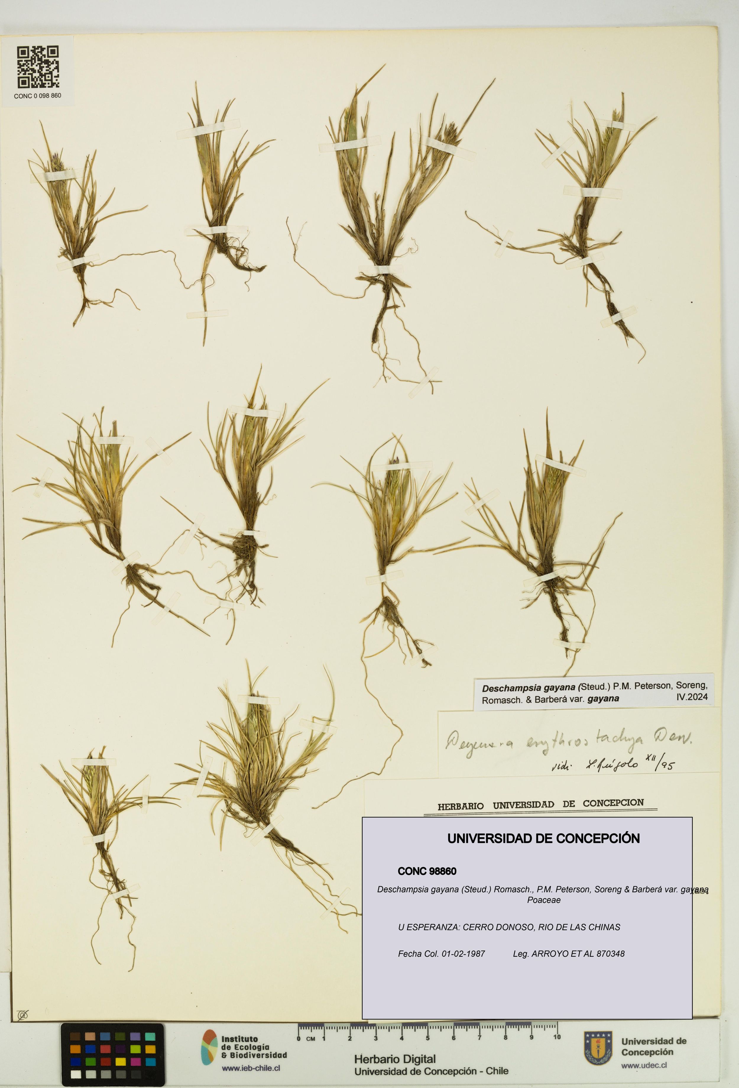 Deschampsia gayana var. gayana [Espécimen: ]