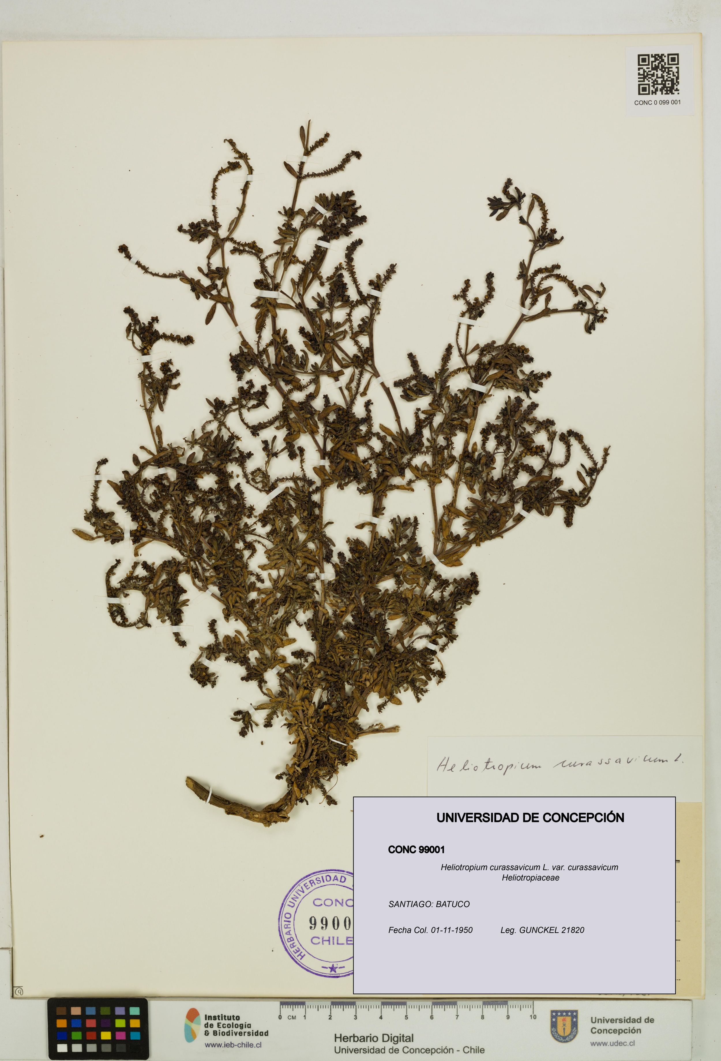 Heliotropium curassavicum var. curassavicum [Espécimen: ]