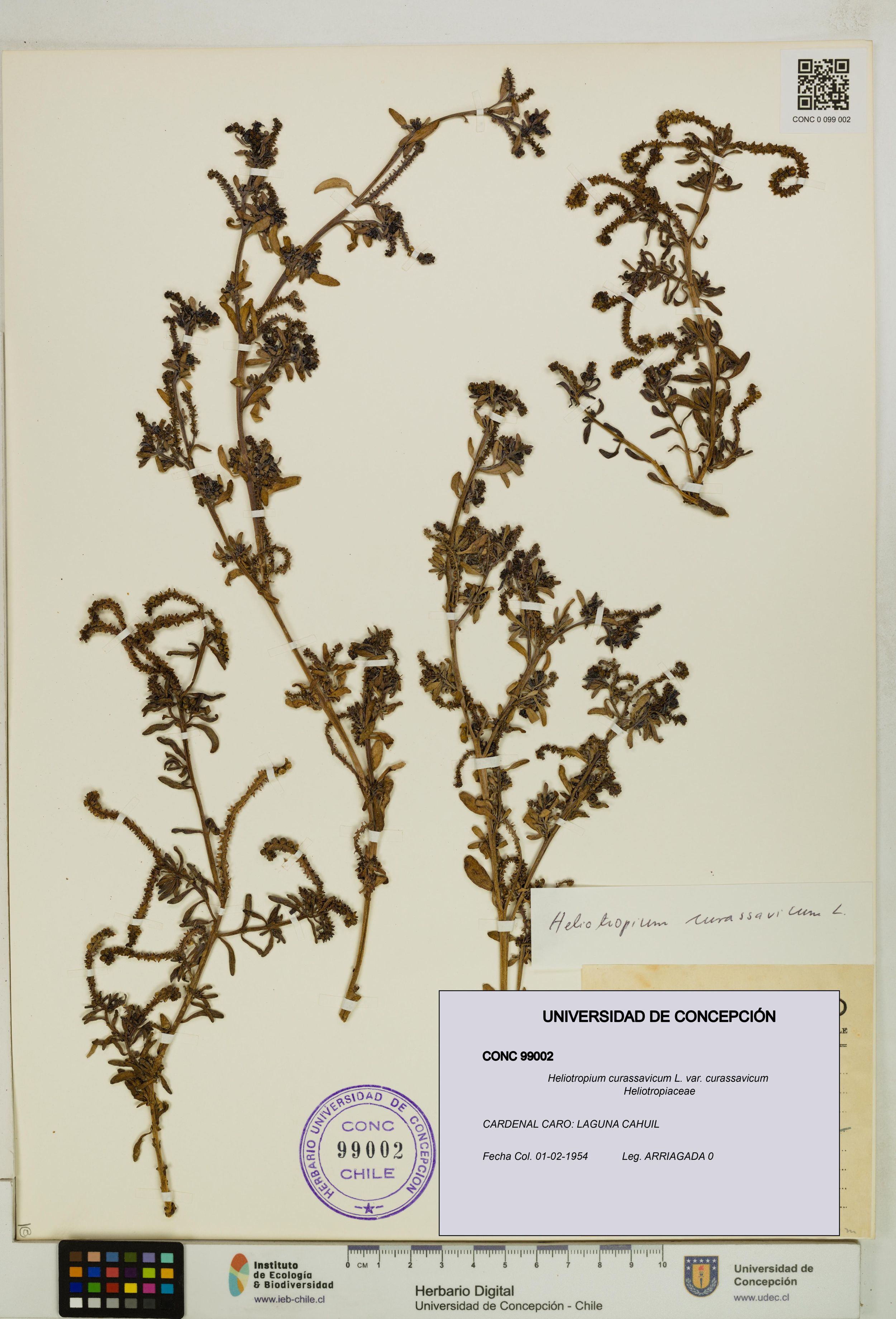 Heliotropium curassavicum var. curassavicum [Espécimen: ]
