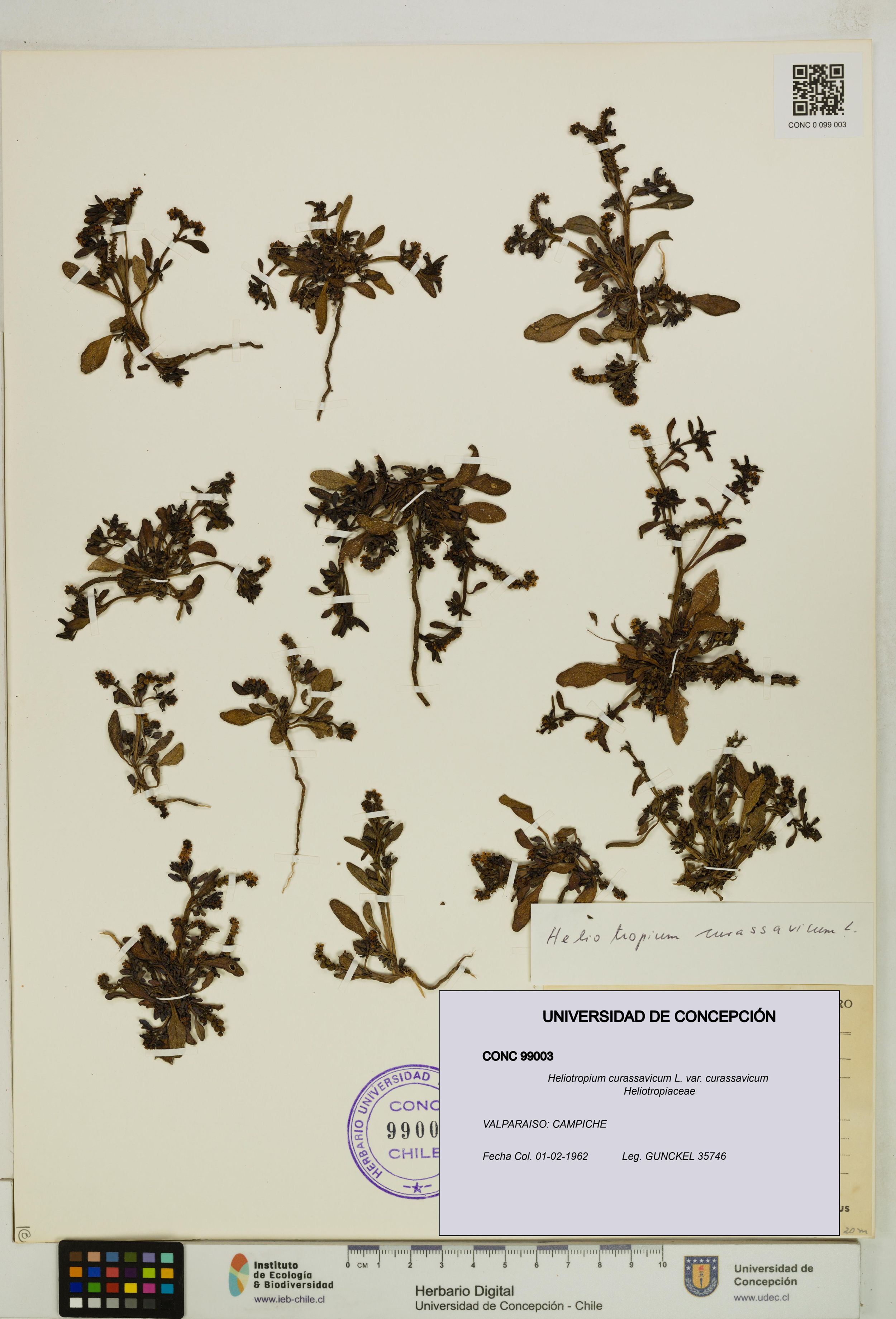 Heliotropium curassavicum var. curassavicum [Espécimen: ]